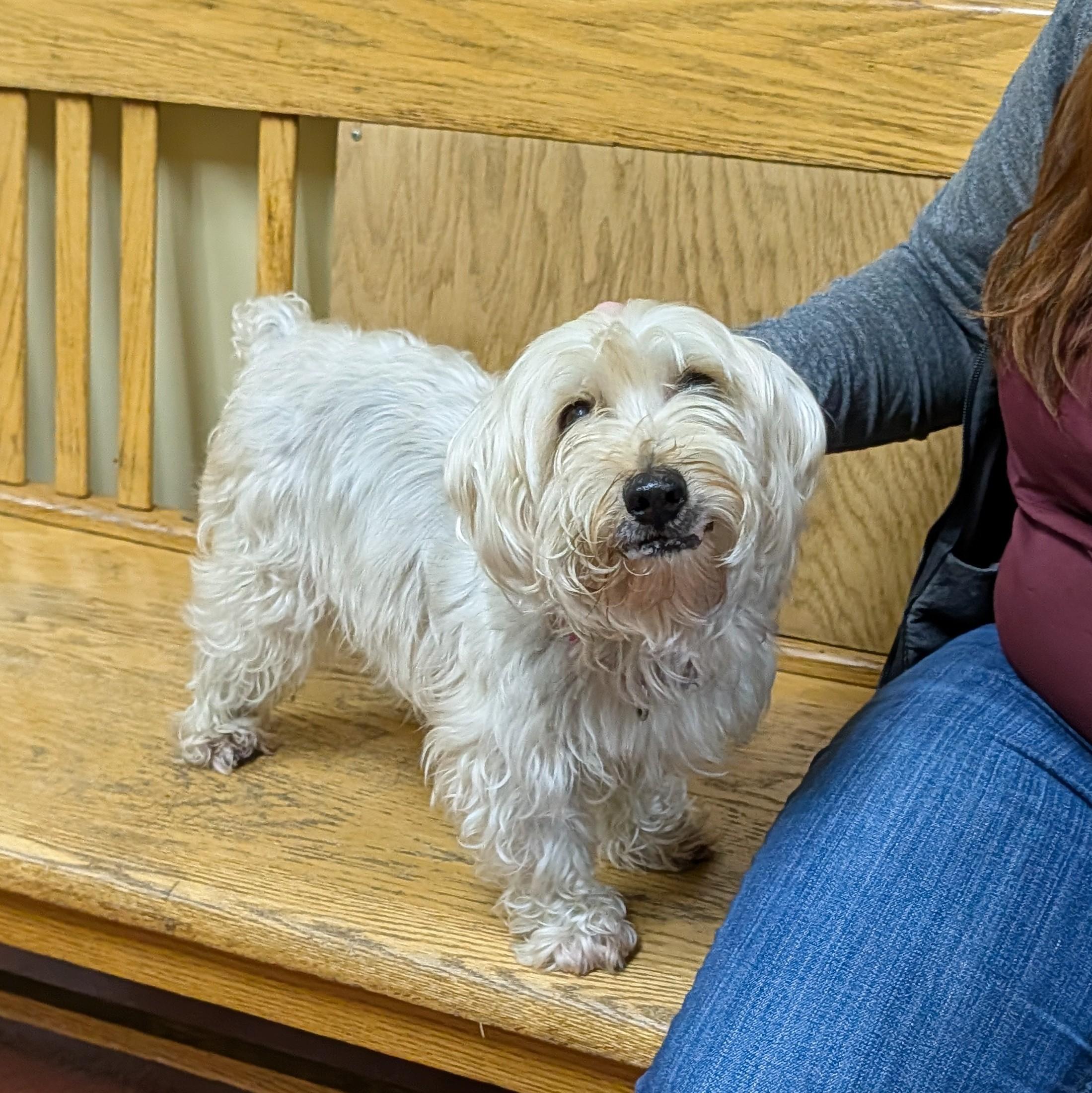 Jasper, ADOPTABLE, Senior Male Silky Terrier.