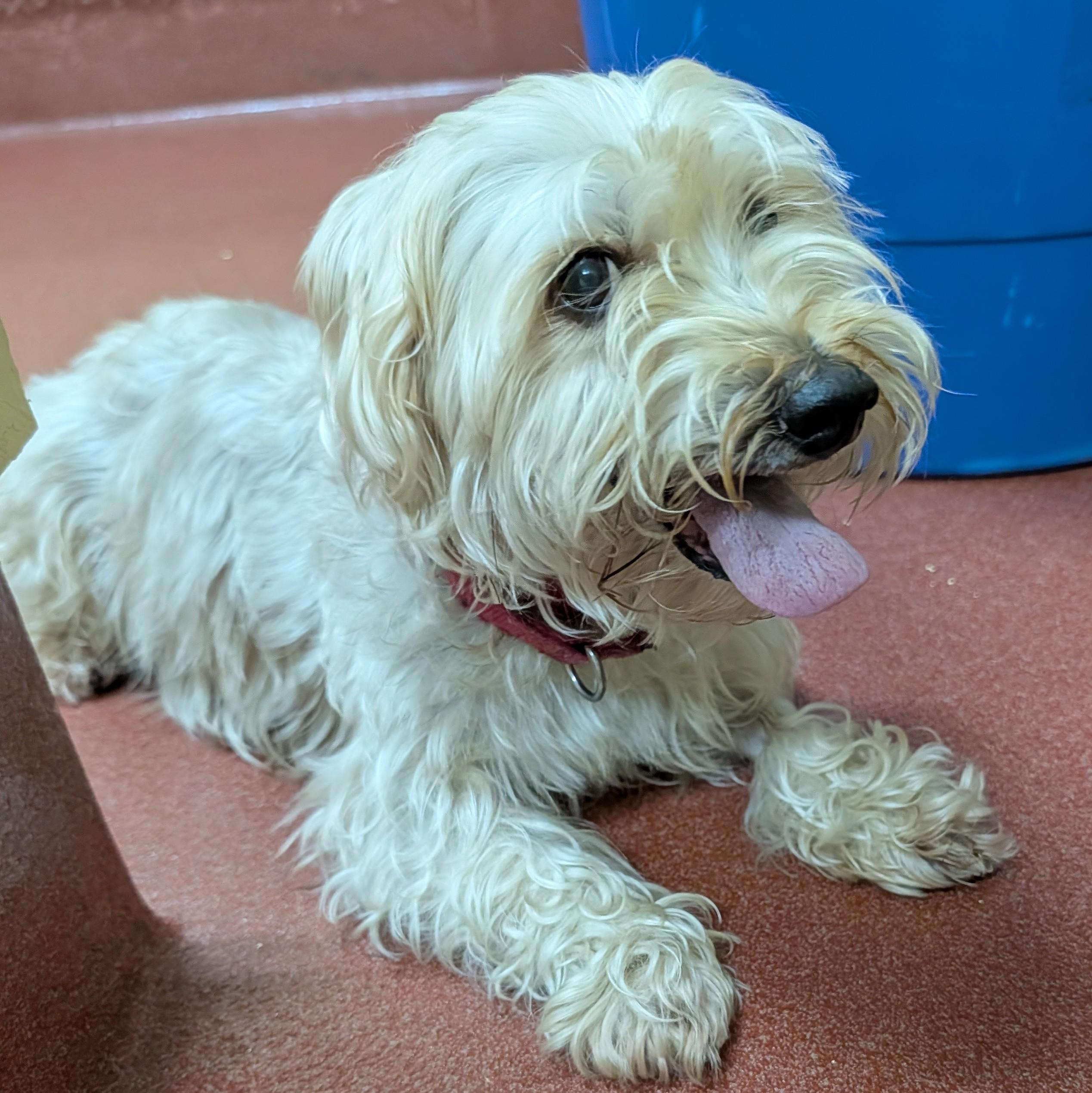 Enlarge Jasper, a ADOPTABLE Silky Terrier in Accident, MD image 3/6