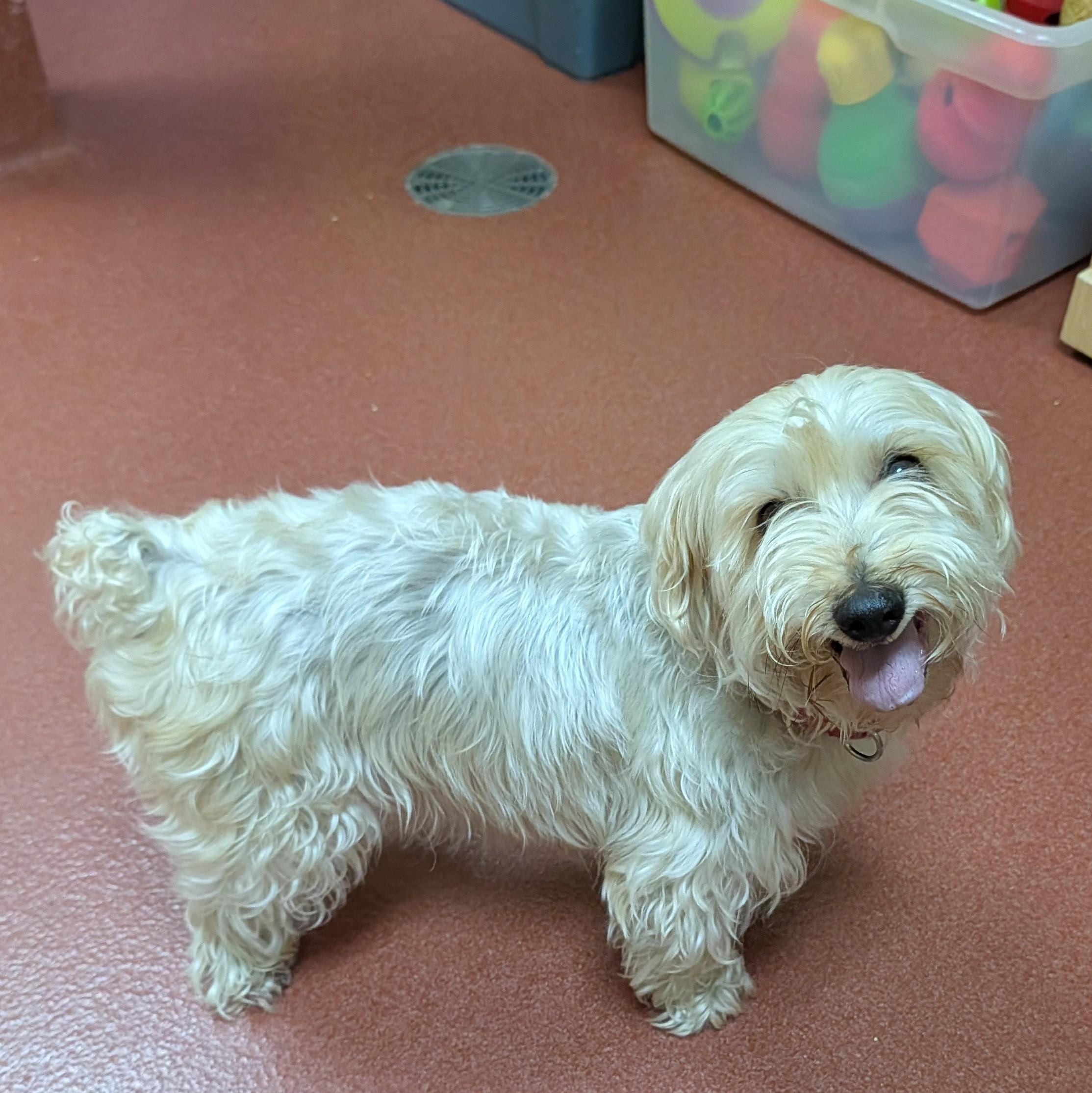 Enlarge Jasper, a ADOPTABLE Silky Terrier in Accident, MD image 6/6