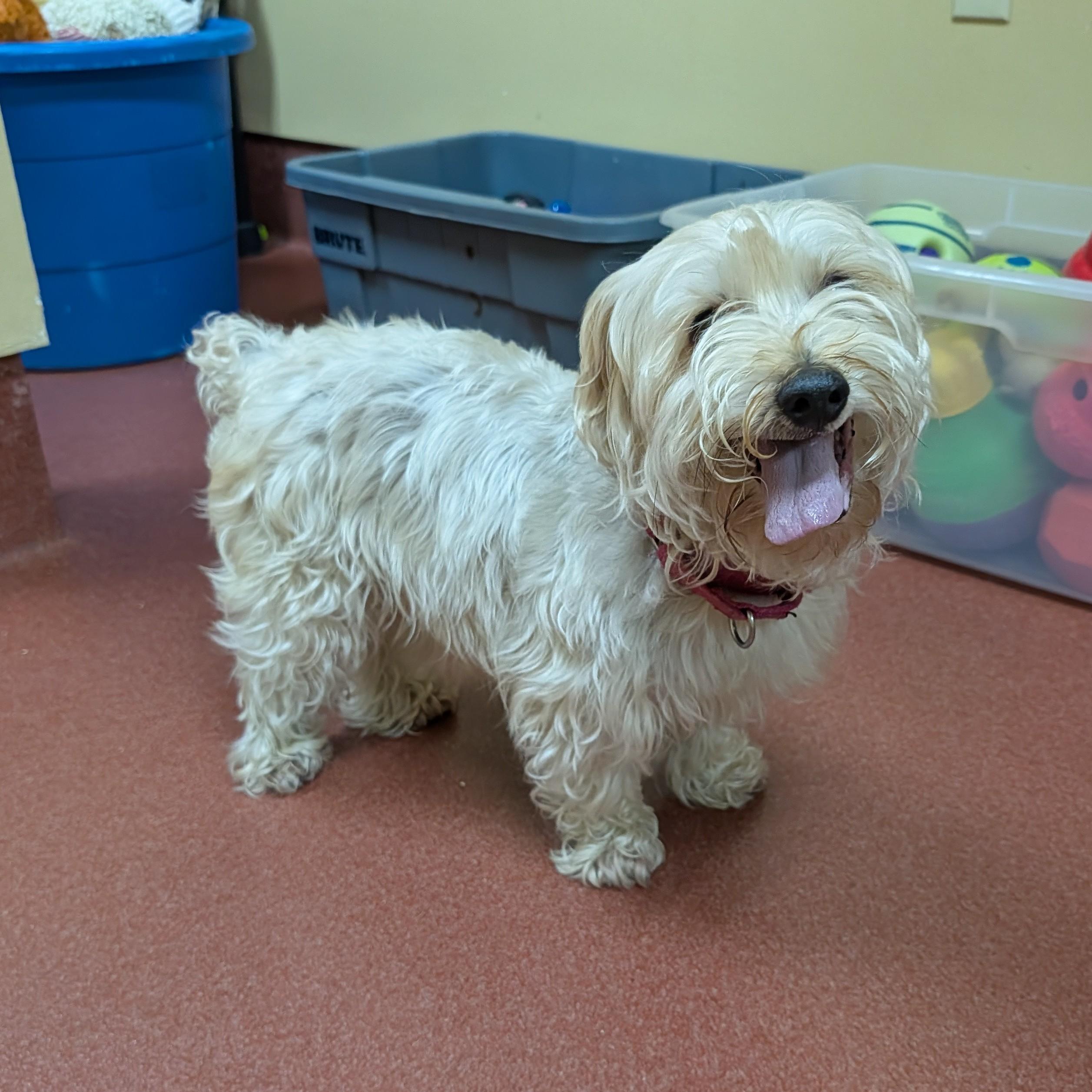 Enlarge Jasper, a ADOPTABLE Silky Terrier in Accident, MD image 4/6