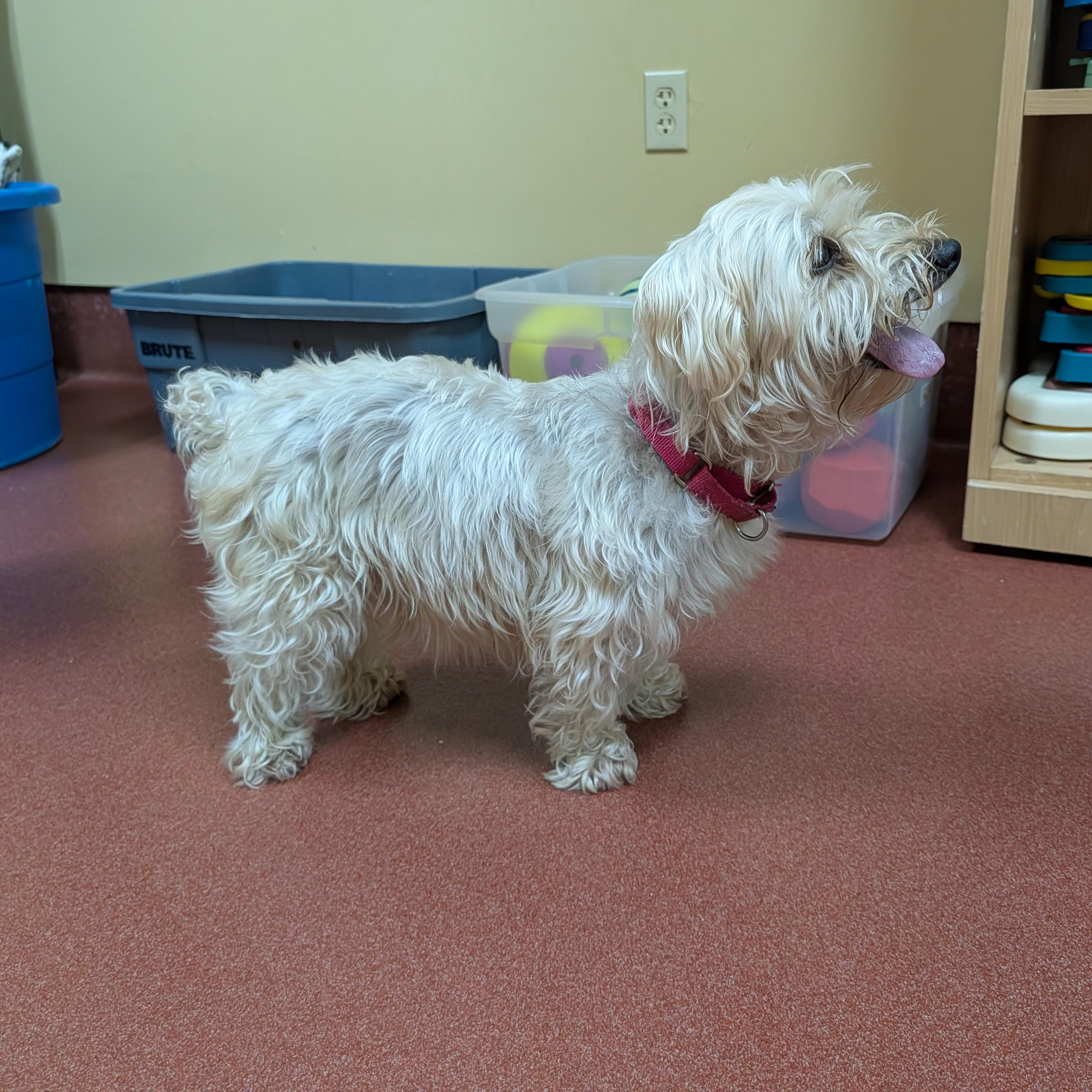 Enlarge Jasper, a ADOPTABLE Silky Terrier in Accident, MD image 5/6