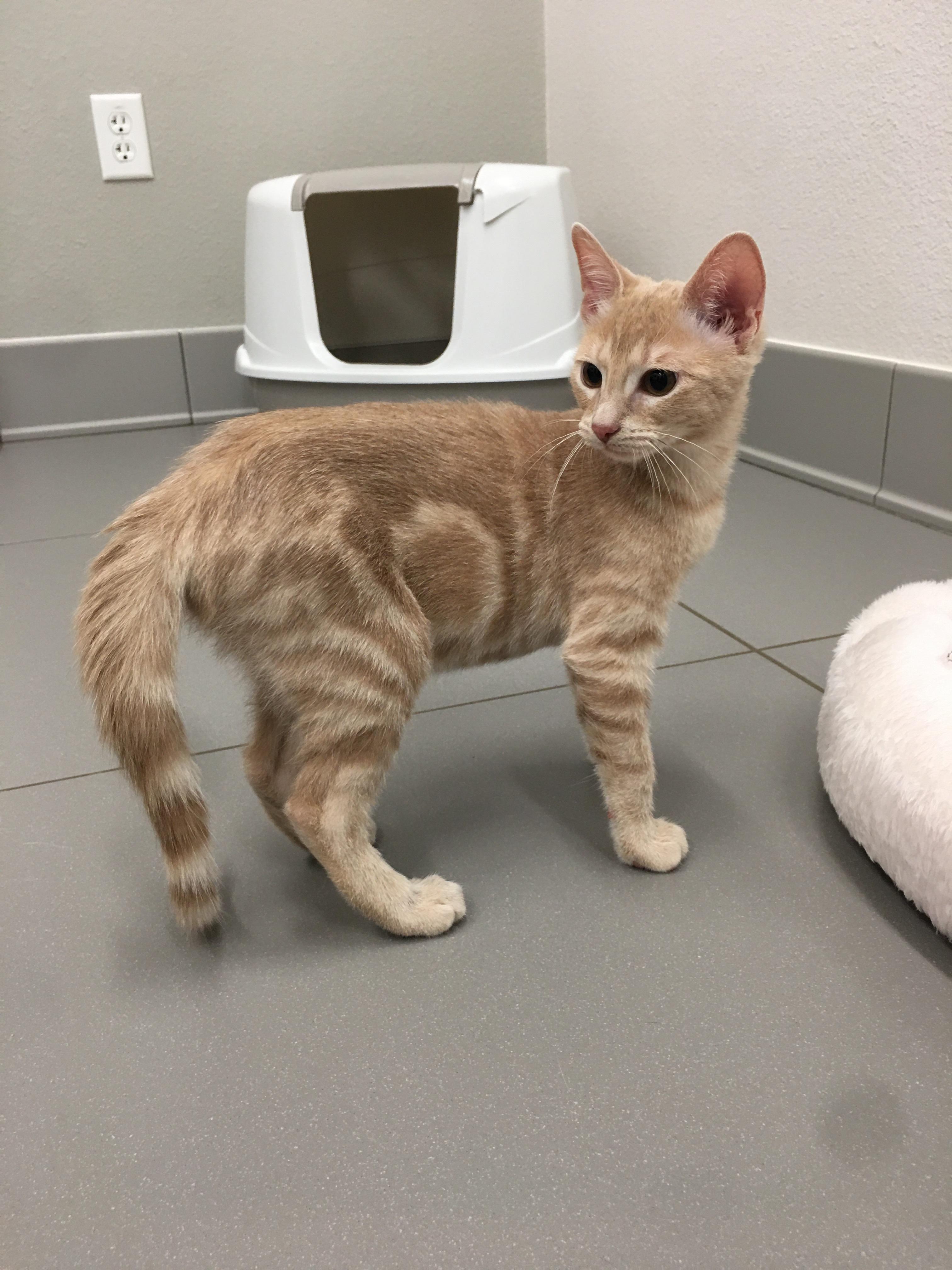 Solo, Adoptable, Kitten Female Domestic Short Hair.