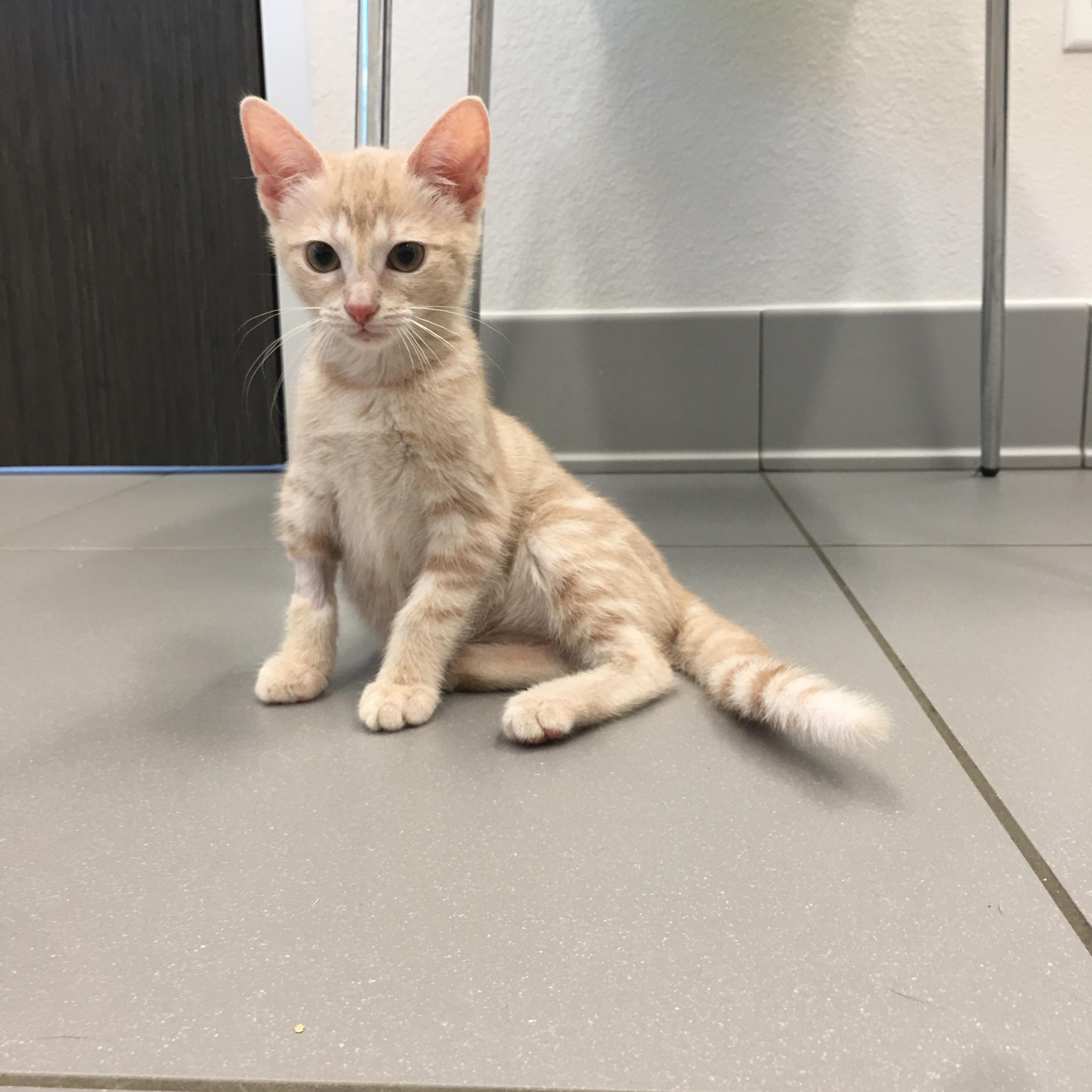 Solo, a Adoptable Domestic Short Hair in Greenville, TX image 2/3