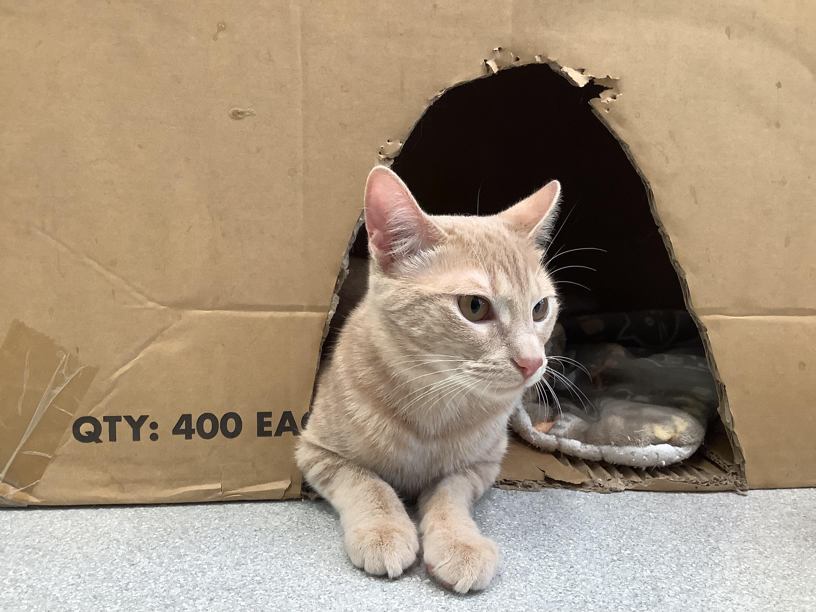 Enlarge Solo, a Adoptable Domestic Short Hair in Greenville, TX image 2/2