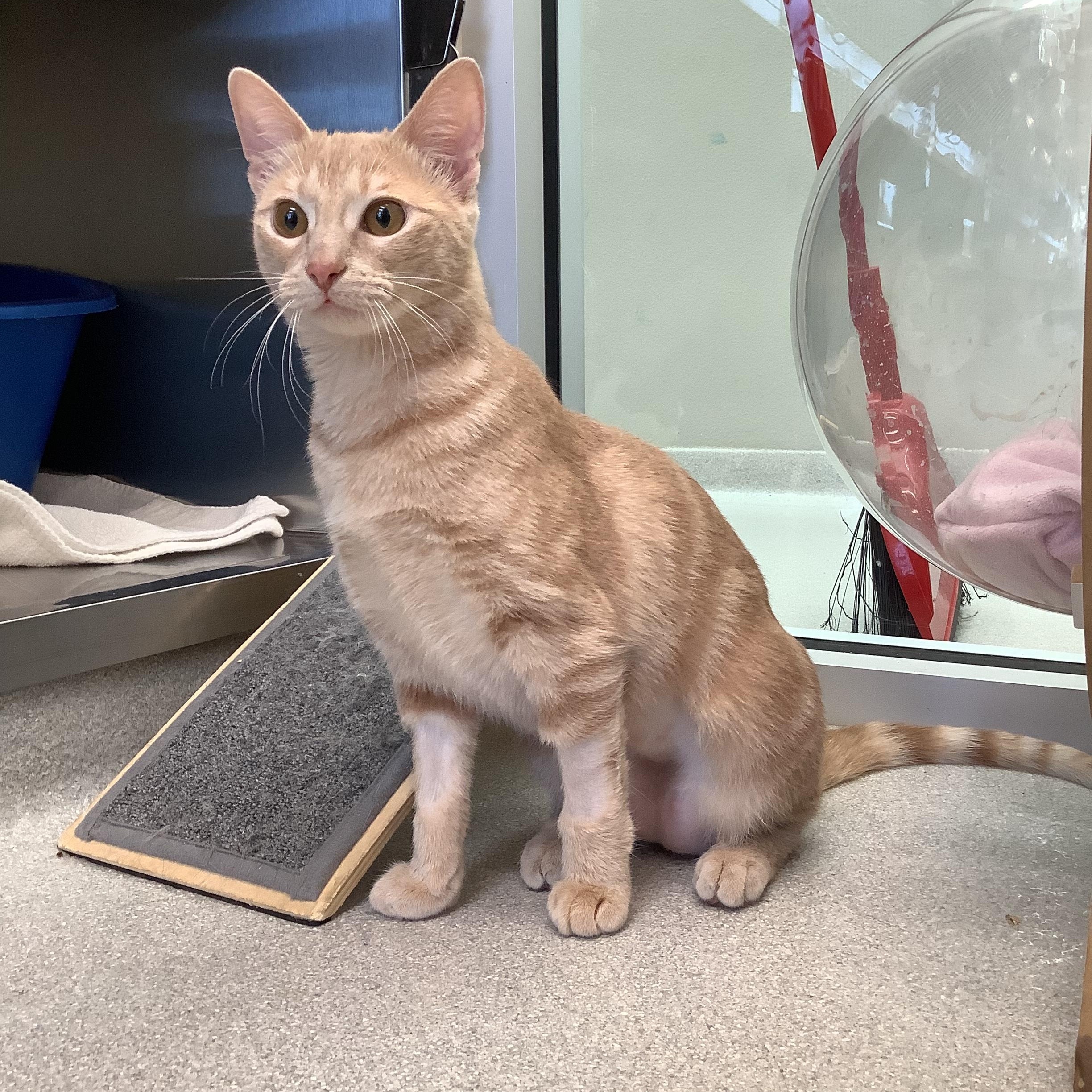 Enlarge Solo, a Adoptable Domestic Short Hair in Greenville, TX image 1/2