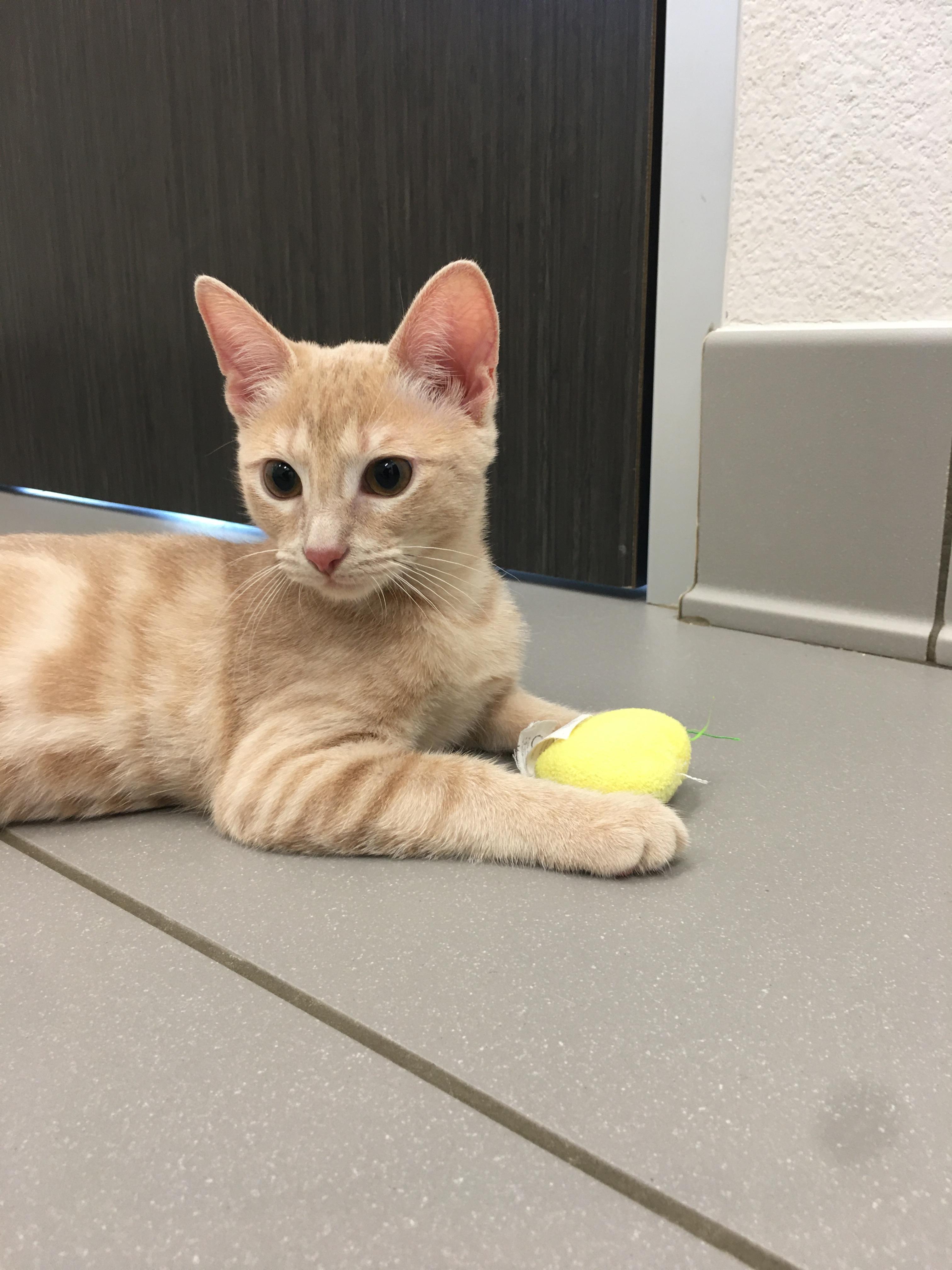 Solo, a Adoptable Domestic Short Hair in Greenville, TX image 3/3