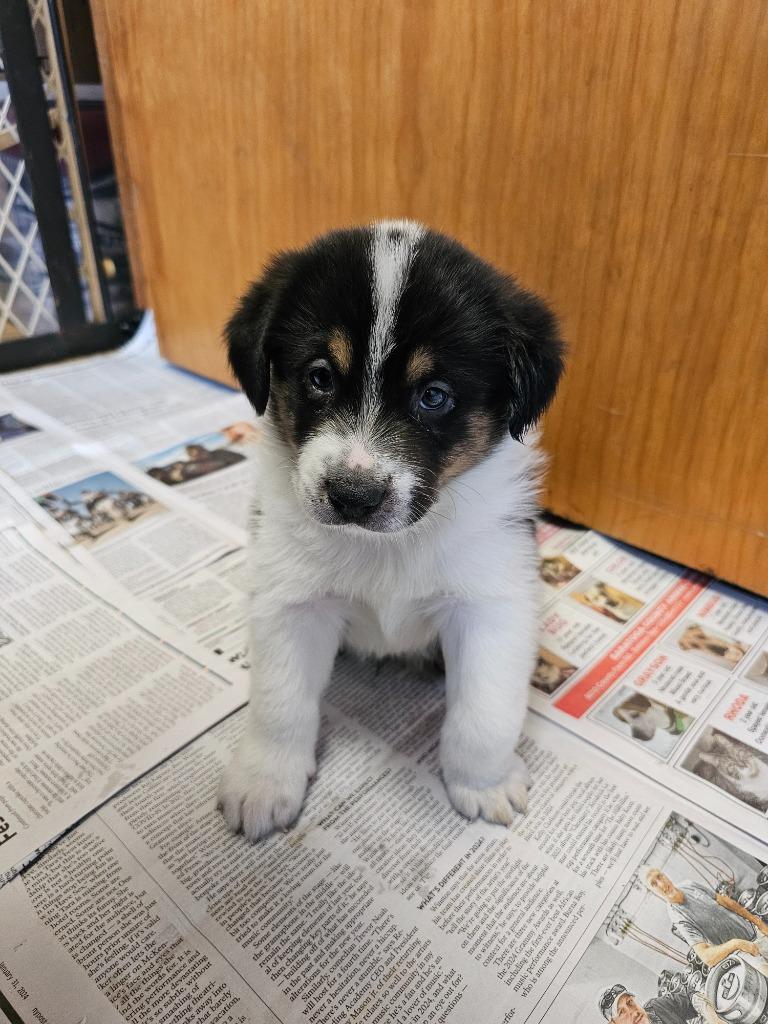 Jillian's Jewels #5 Socks, Adopted, Adult Male Cattle Dog & Australian Shepherd.
