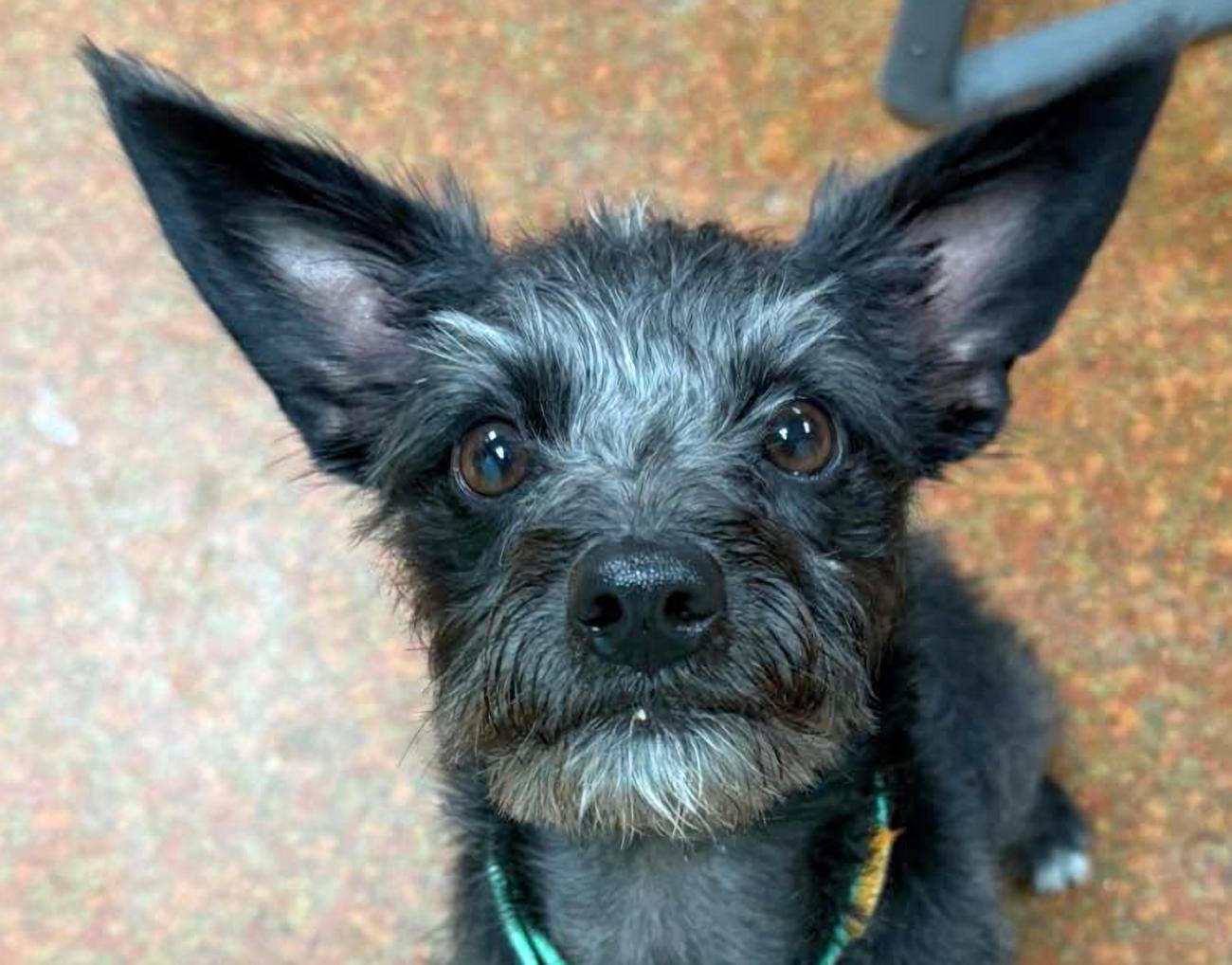 Shadow, adopted, Young Male Terrier.
