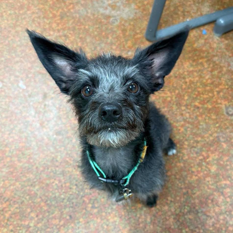 Shadow, an adopted mixed breed in Euclid, OH image 2/2