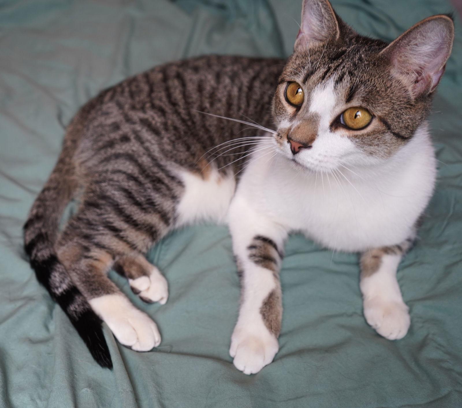 Hemlock, a Adoptable Domestic Short Hair in Philadelphia, PA image 1/3