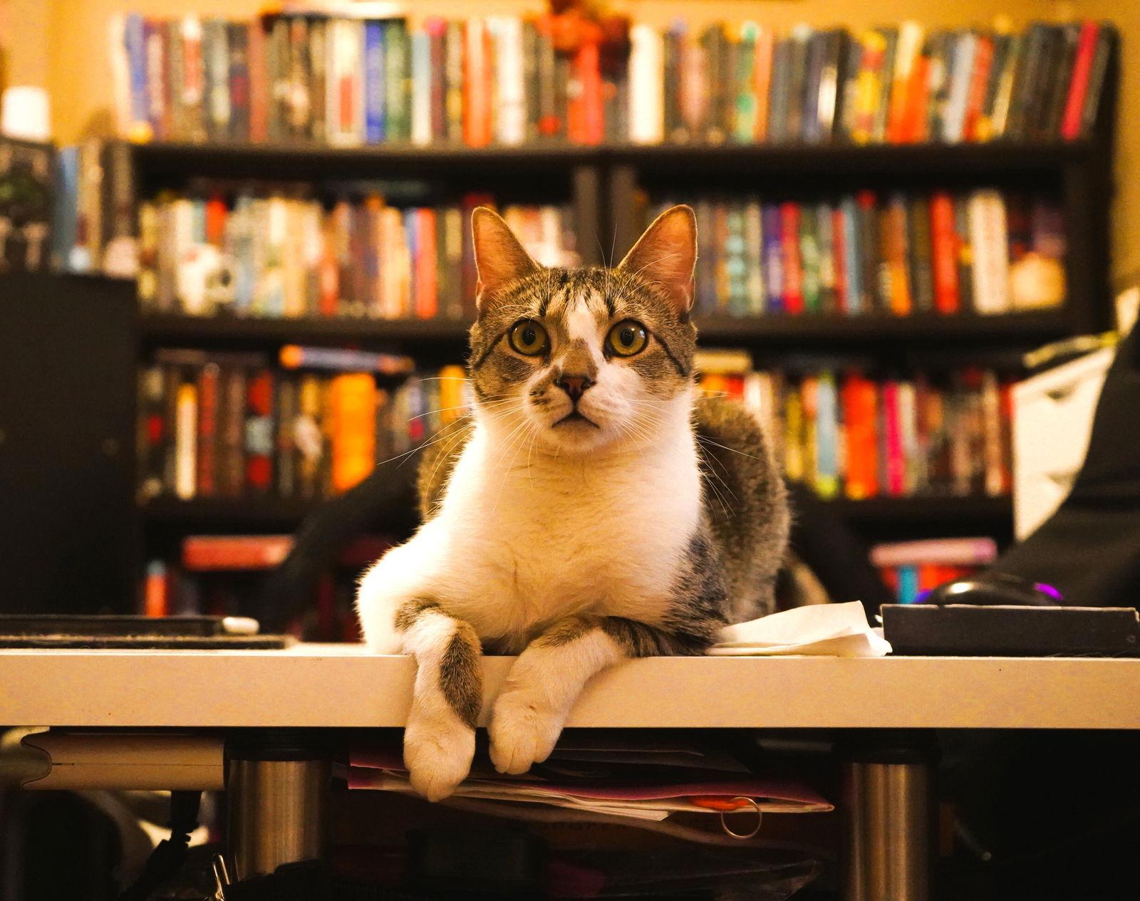 Hemlock, a Adoptable Domestic Short Hair in Philadelphia, PA image 2/3