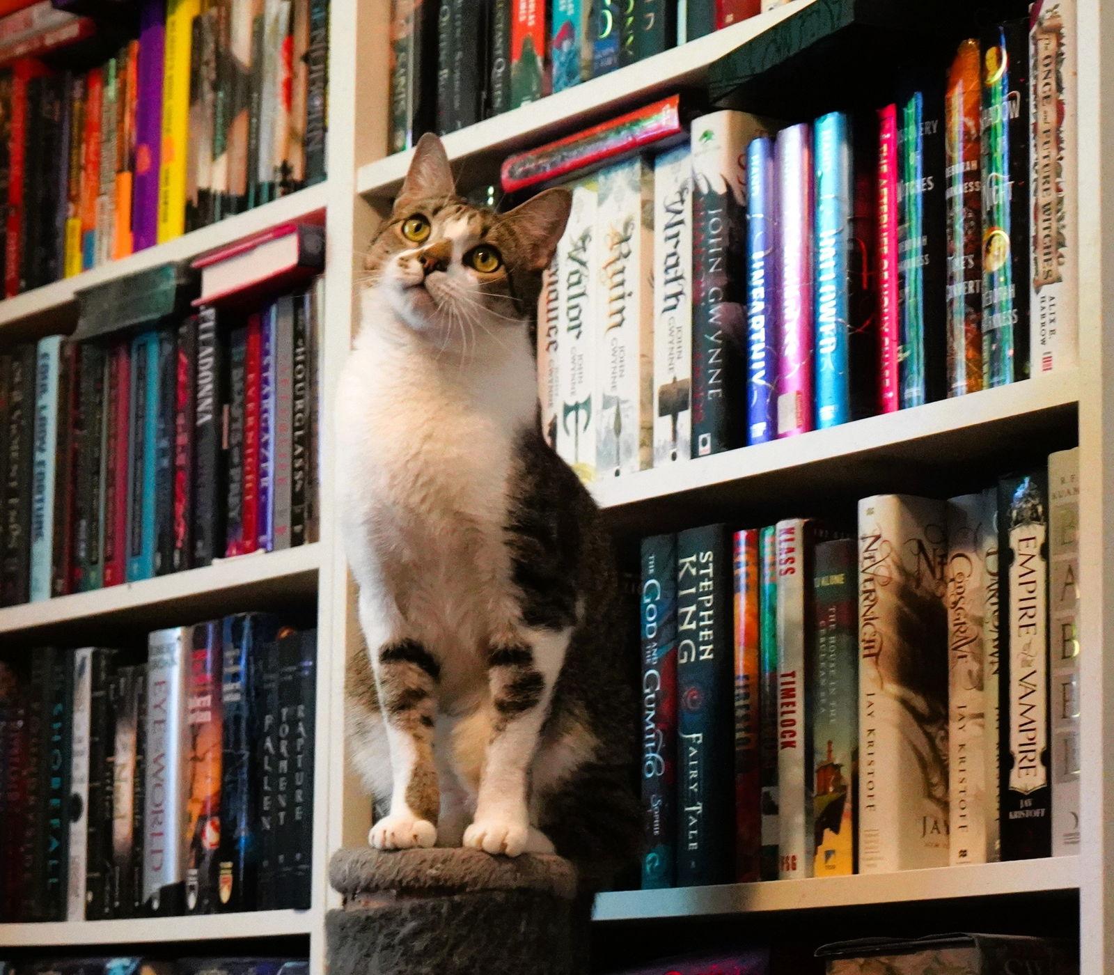 Hemlock, a Adoptable Domestic Short Hair in Philadelphia, PA image 3/3