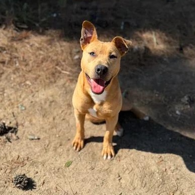 Enlarge Drax, a ADOPTABLE Mixed Breed in Leesburg, GA image 1/1