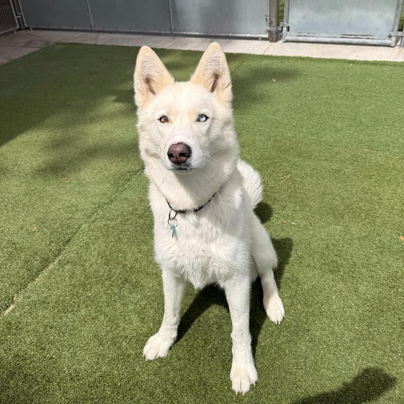 Alani, an adopted Mixed Breed in Truckee, CA image 2/4
