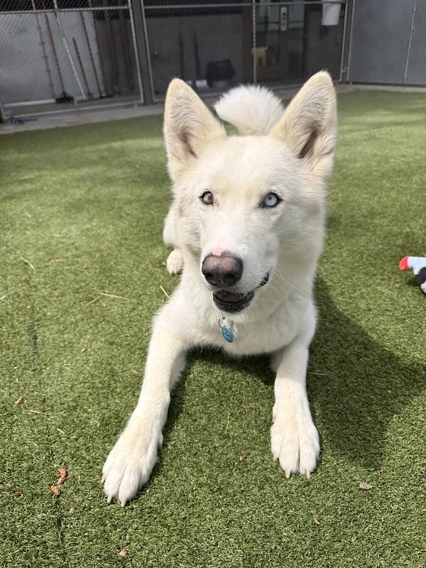 Alani, an adopted Mixed Breed in Truckee, CA image 4/4