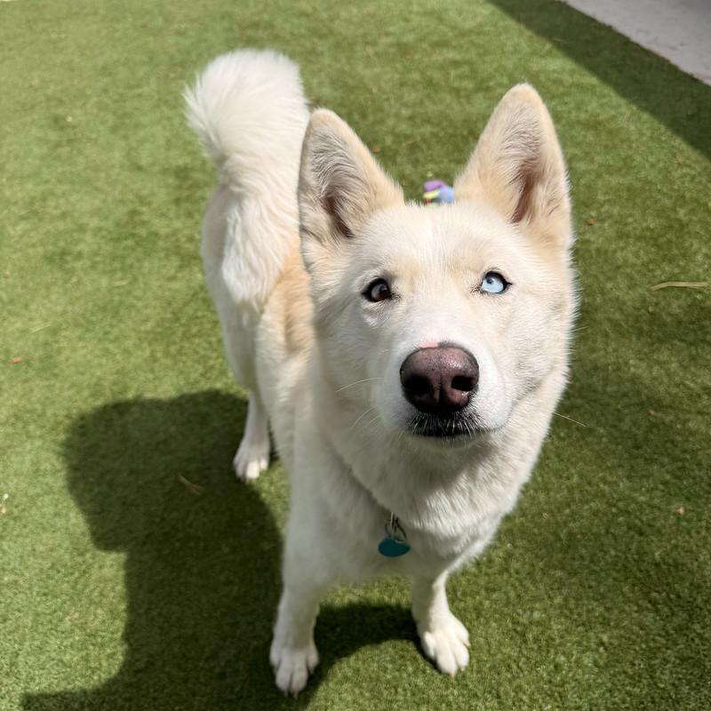 Alani, adopted, Adult Female Mixed Breed.
