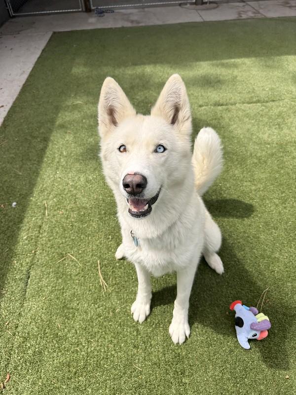 Alani, an adopted Mixed Breed in Truckee, CA image 3/4