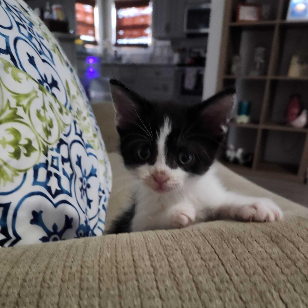 Boyd, Adoptable, Kitten Male Domestic Short Hair.