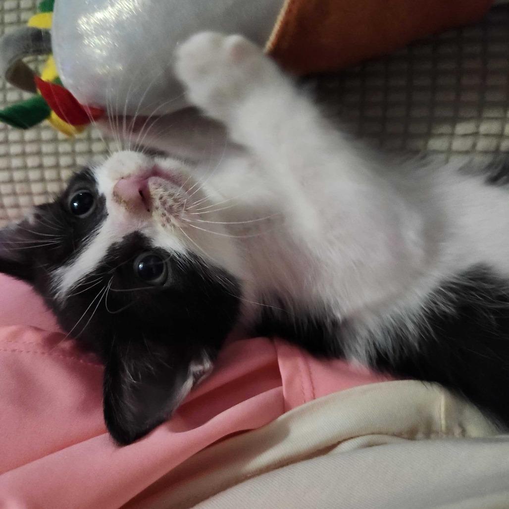 Enlarge Boyd, a Adoptable Domestic Short Hair in Valdosta , GA image 2/4