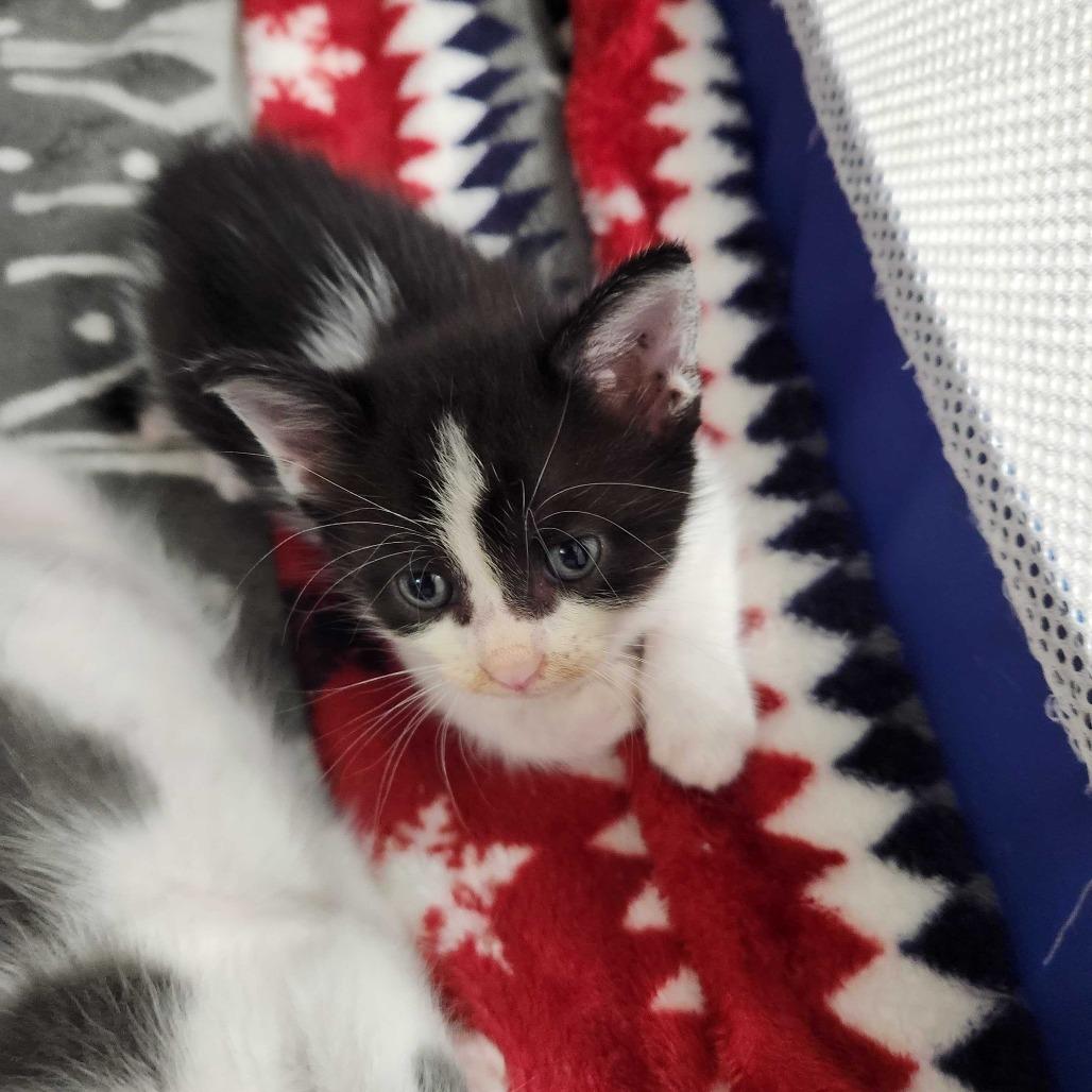 Enlarge Boyd, a Adoptable Domestic Short Hair in Valdosta , GA image 3/4