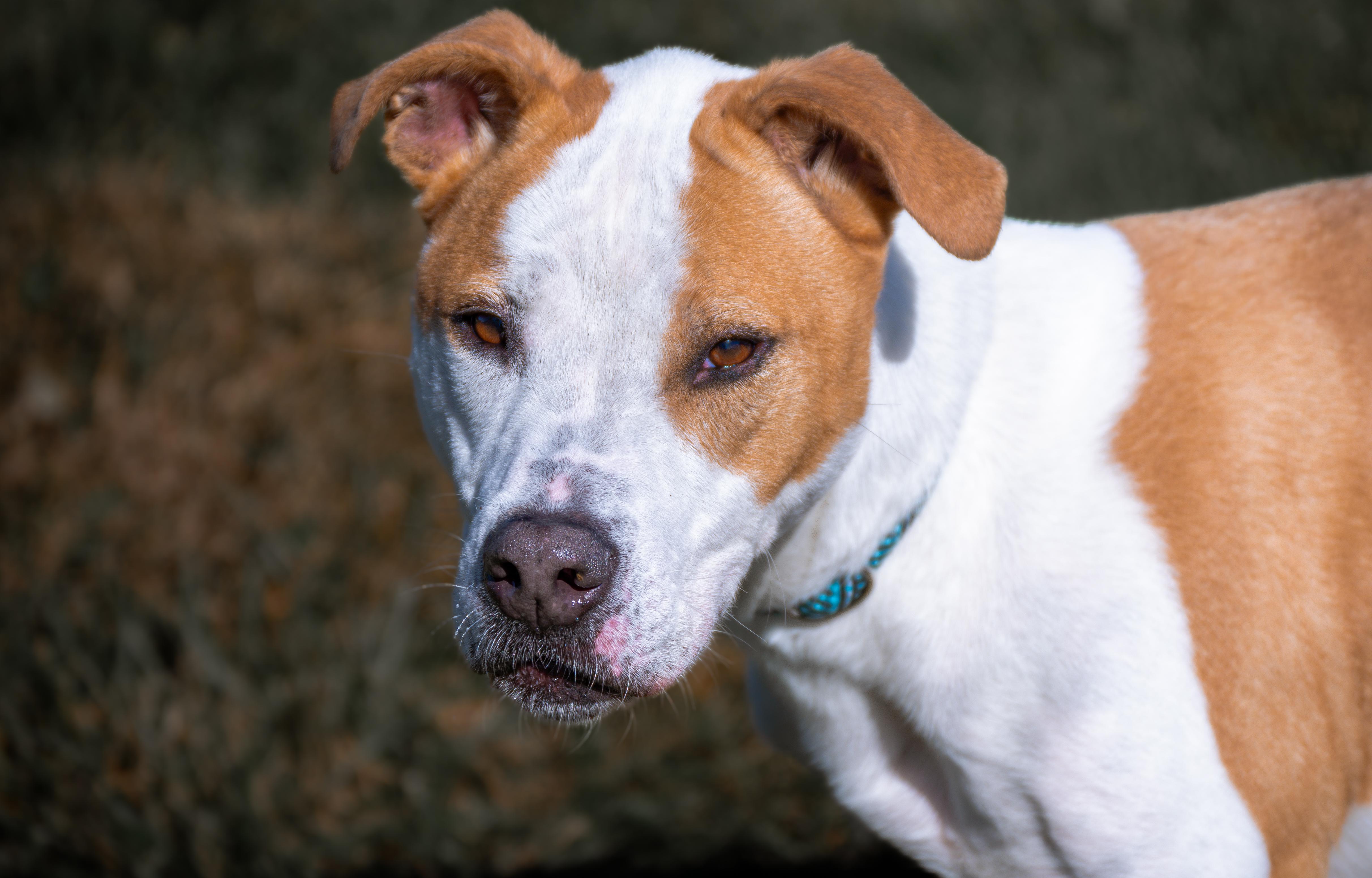 Crosby, Adoptable, Senior Male Hound.
