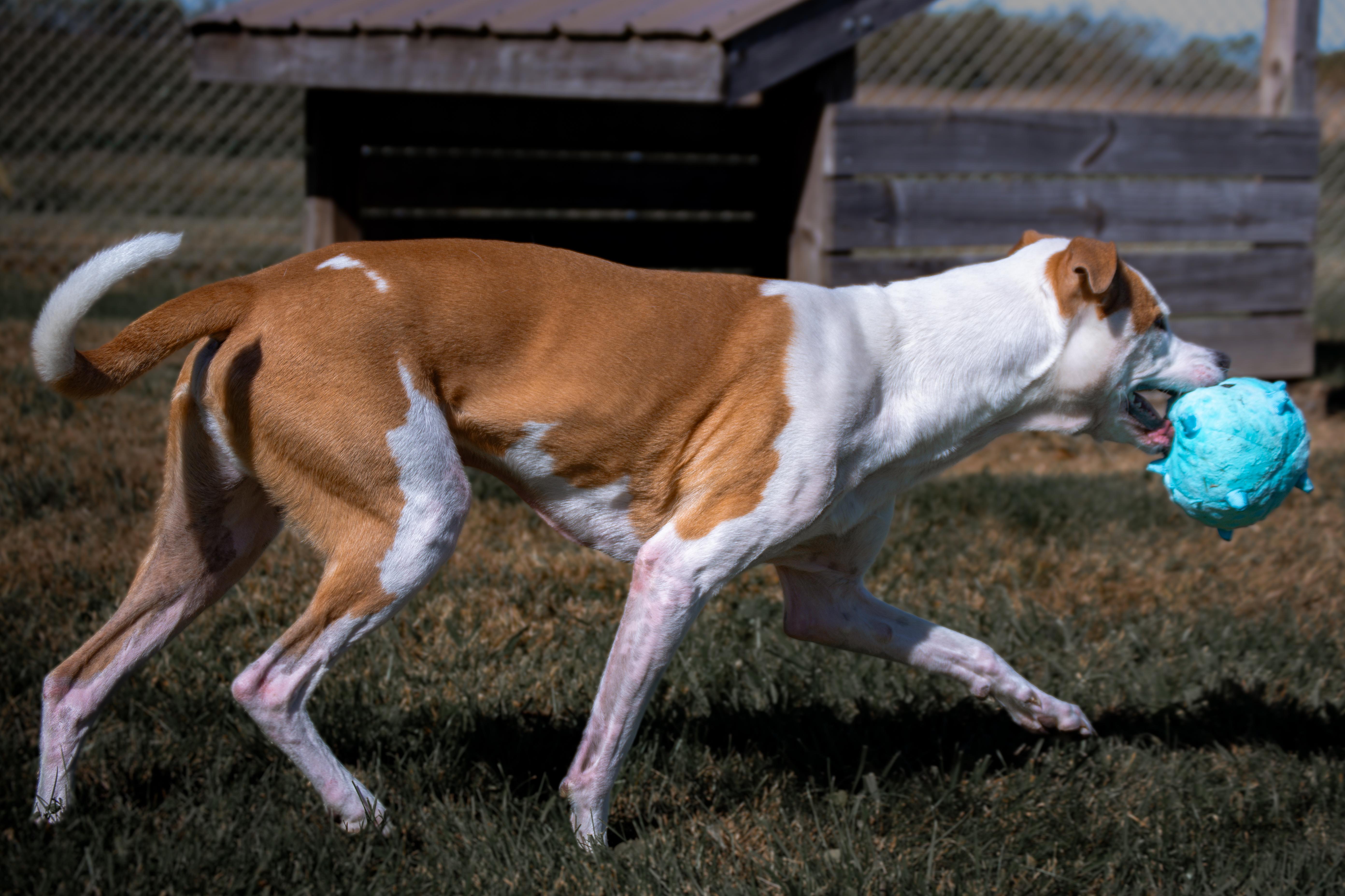Enlarge Crosby, a Adoptable mixed breed in Winchester, KY image 6/6