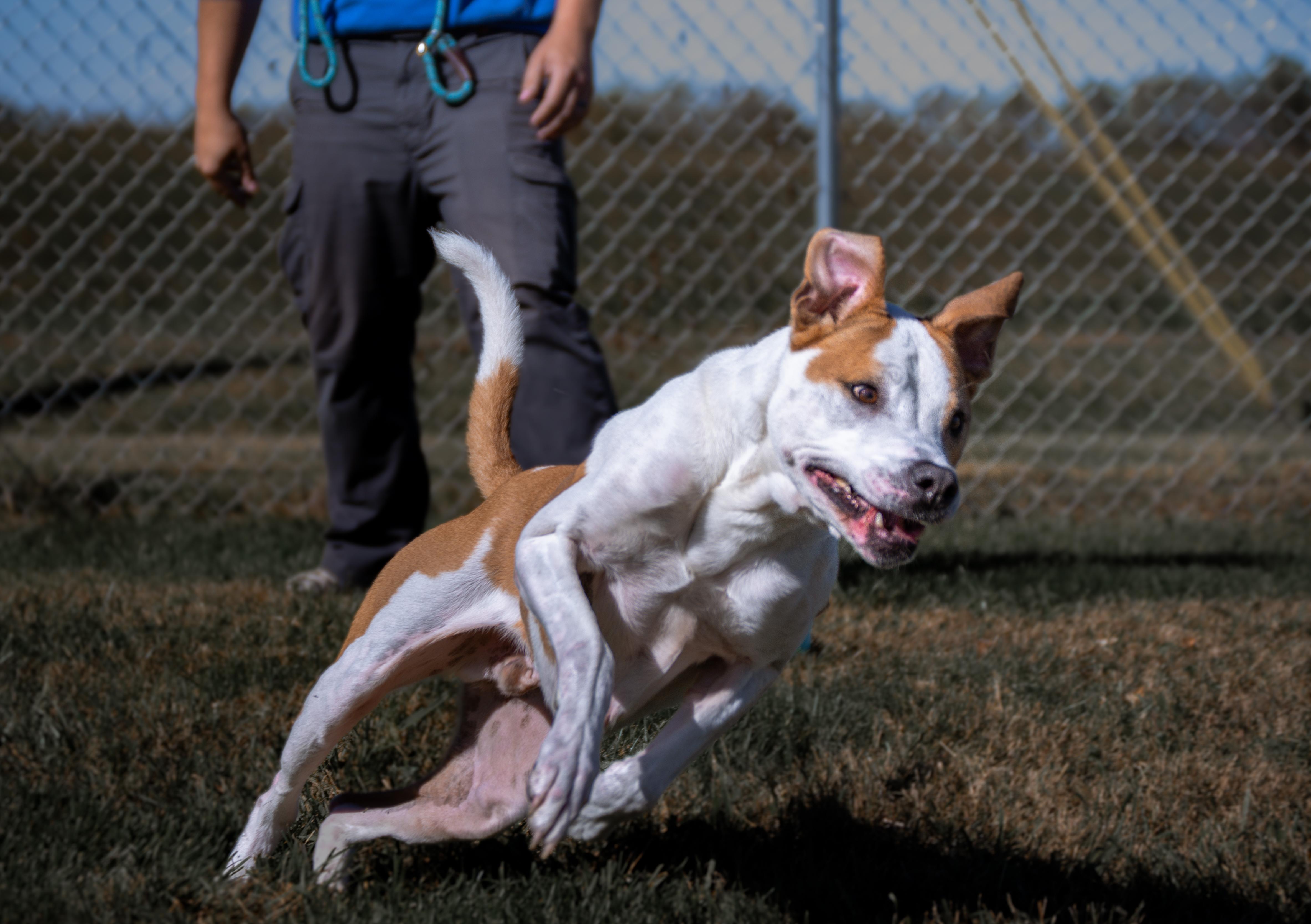 Enlarge Crosby, a Adoptable mixed breed in Winchester, KY image 5/6