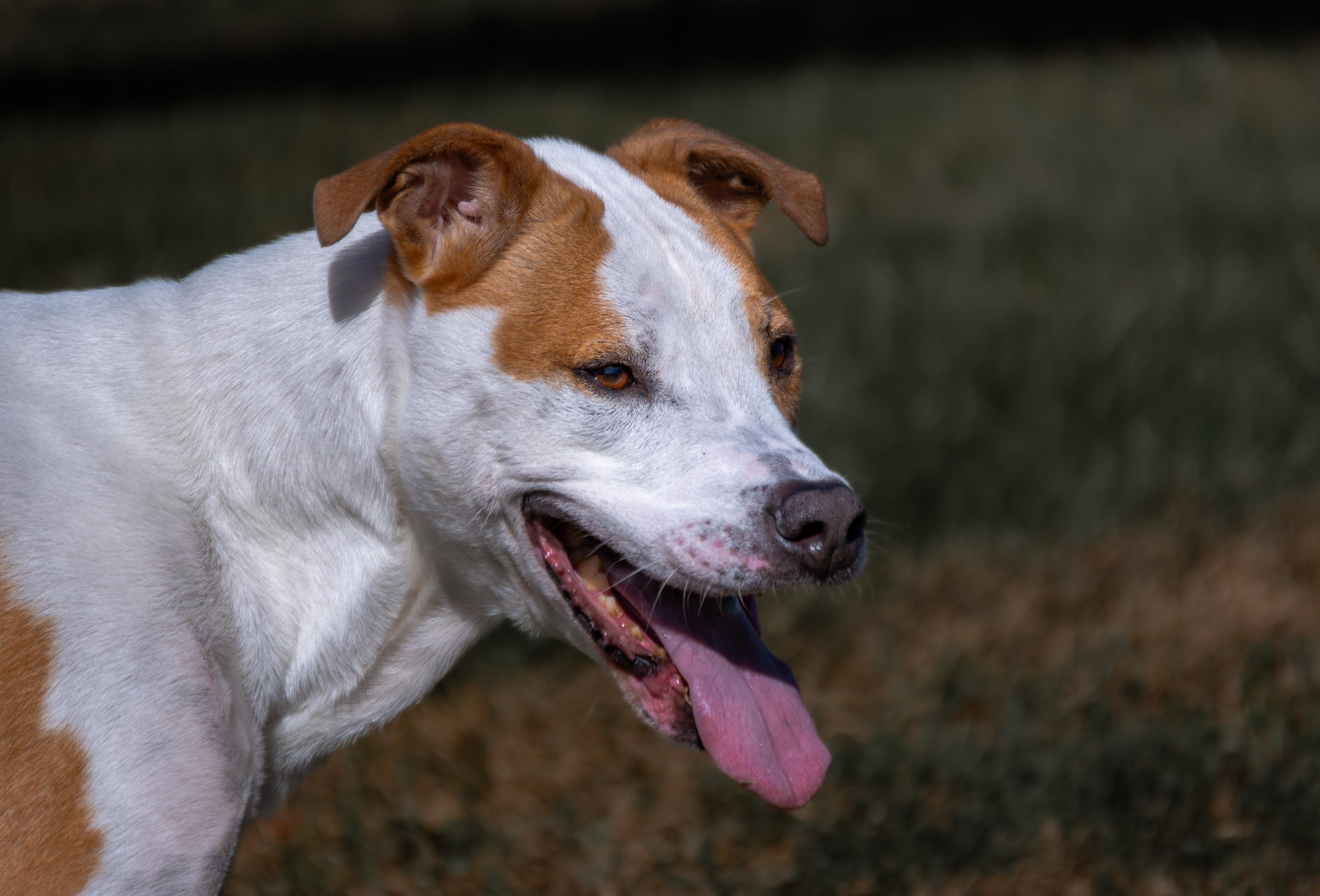 Enlarge Crosby, a Adoptable mixed breed in Winchester, KY image 3/6