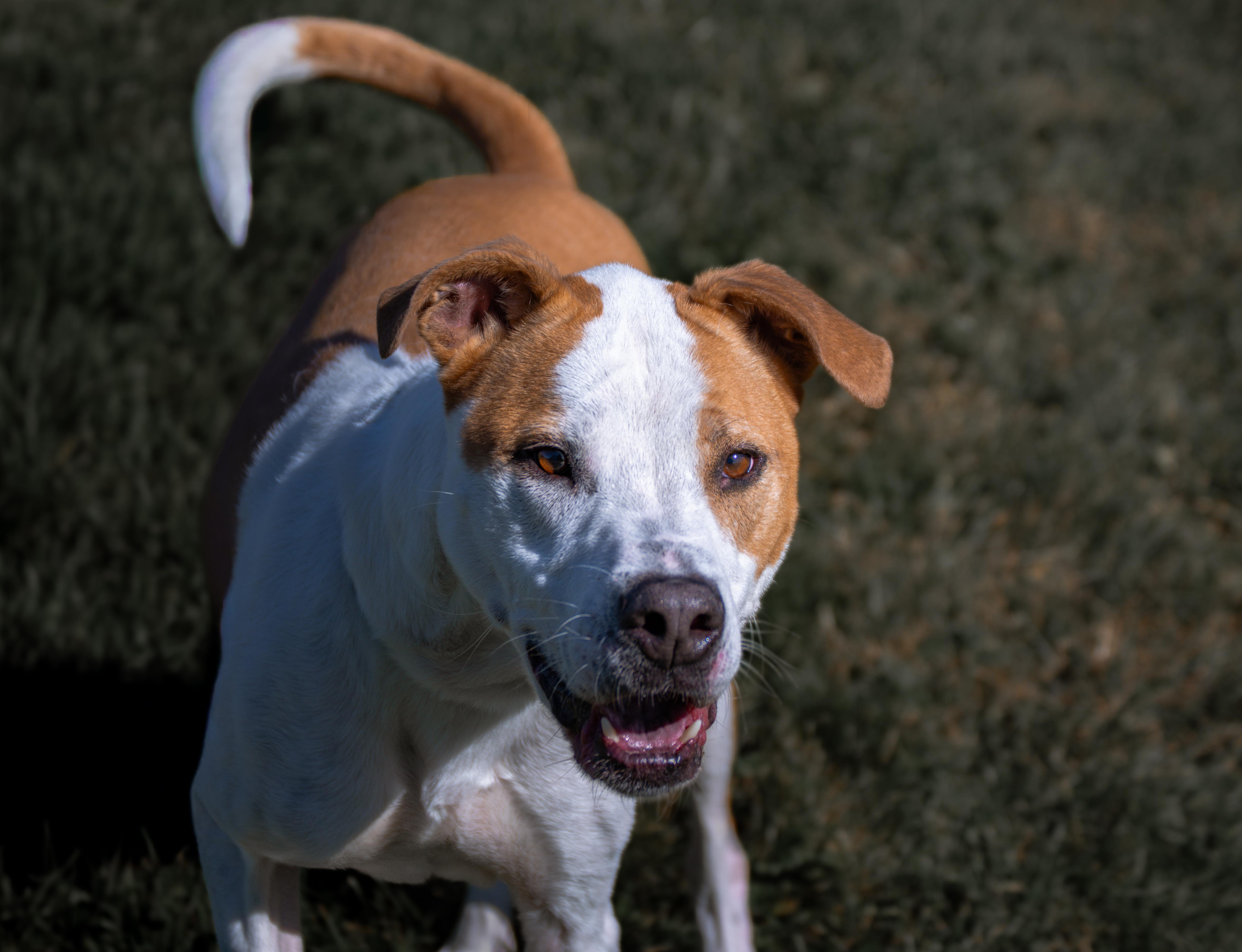 Enlarge Crosby, a Adoptable mixed breed in Winchester, KY image 4/6