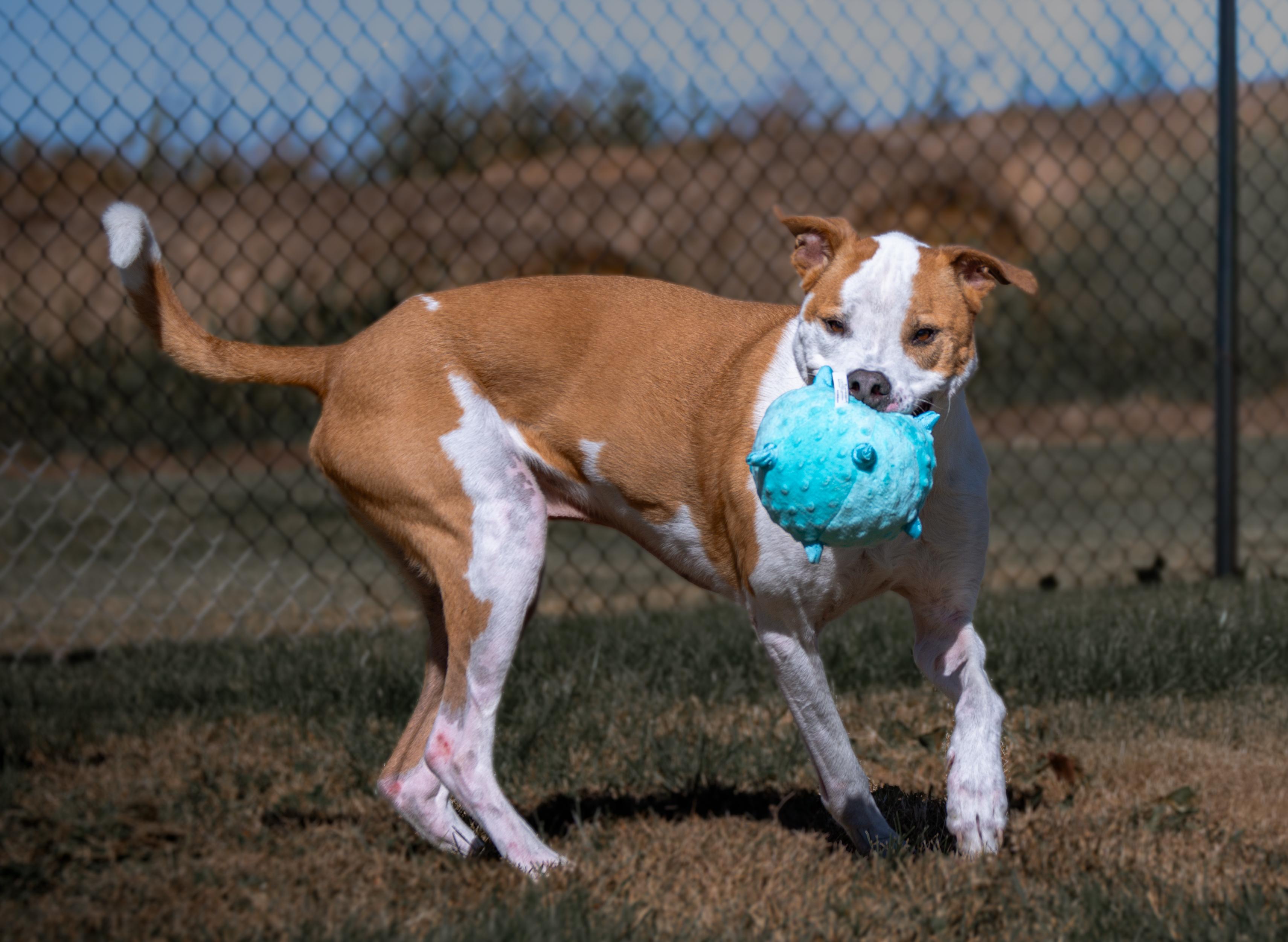 Enlarge Crosby, a Adoptable mixed breed in Winchester, KY image 2/6