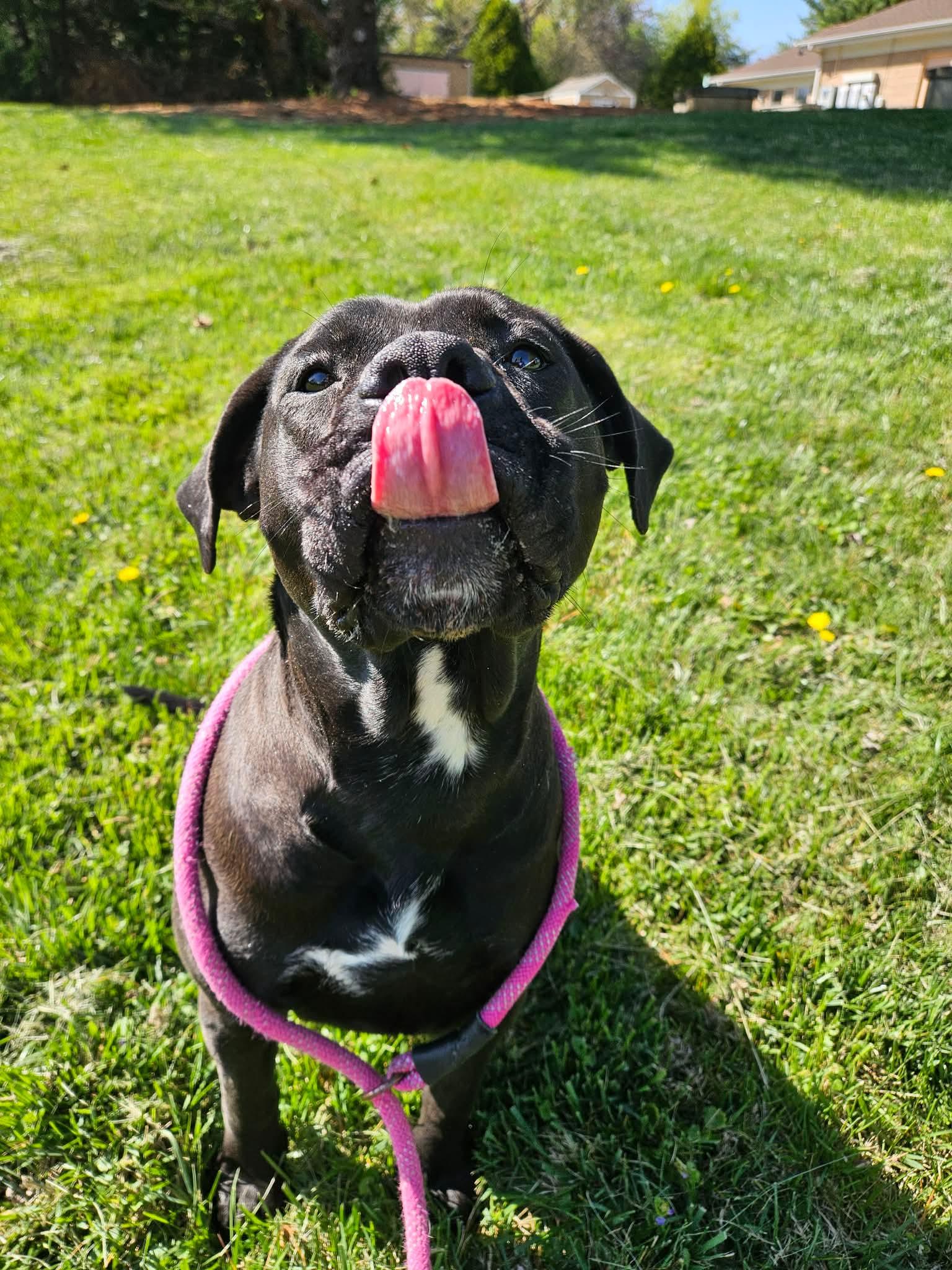 Enlarge Petunia, a ADOPTABLE Pit Bull Terrier in Culpeper, VA image 2/4