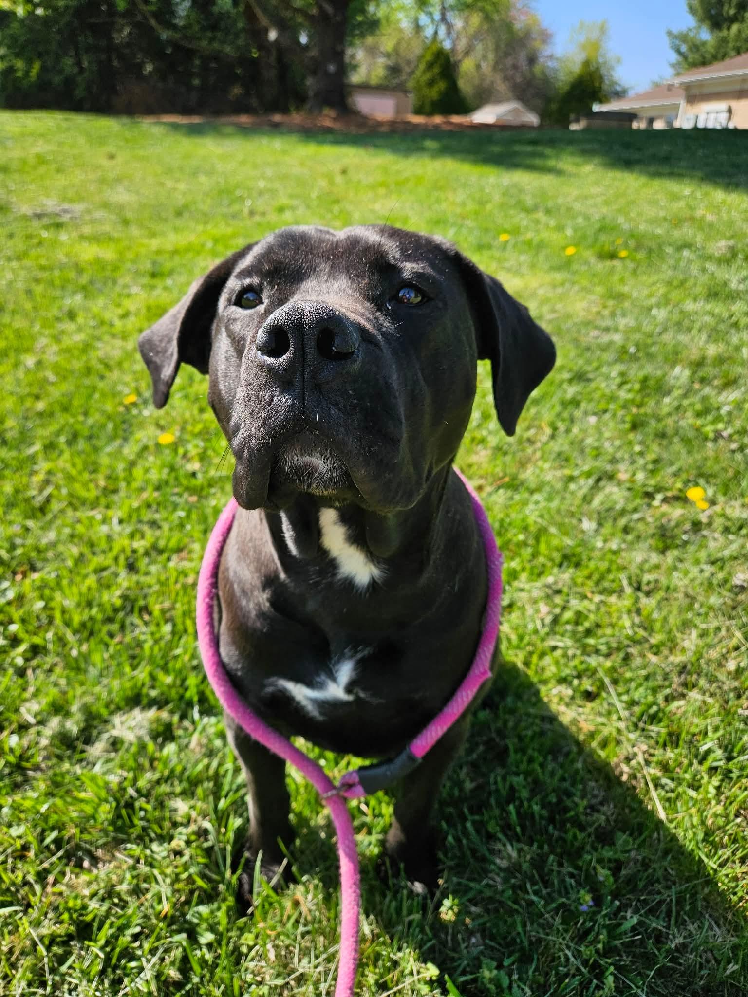 Enlarge Petunia, a ADOPTABLE Pit Bull Terrier in Culpeper, VA image 4/4