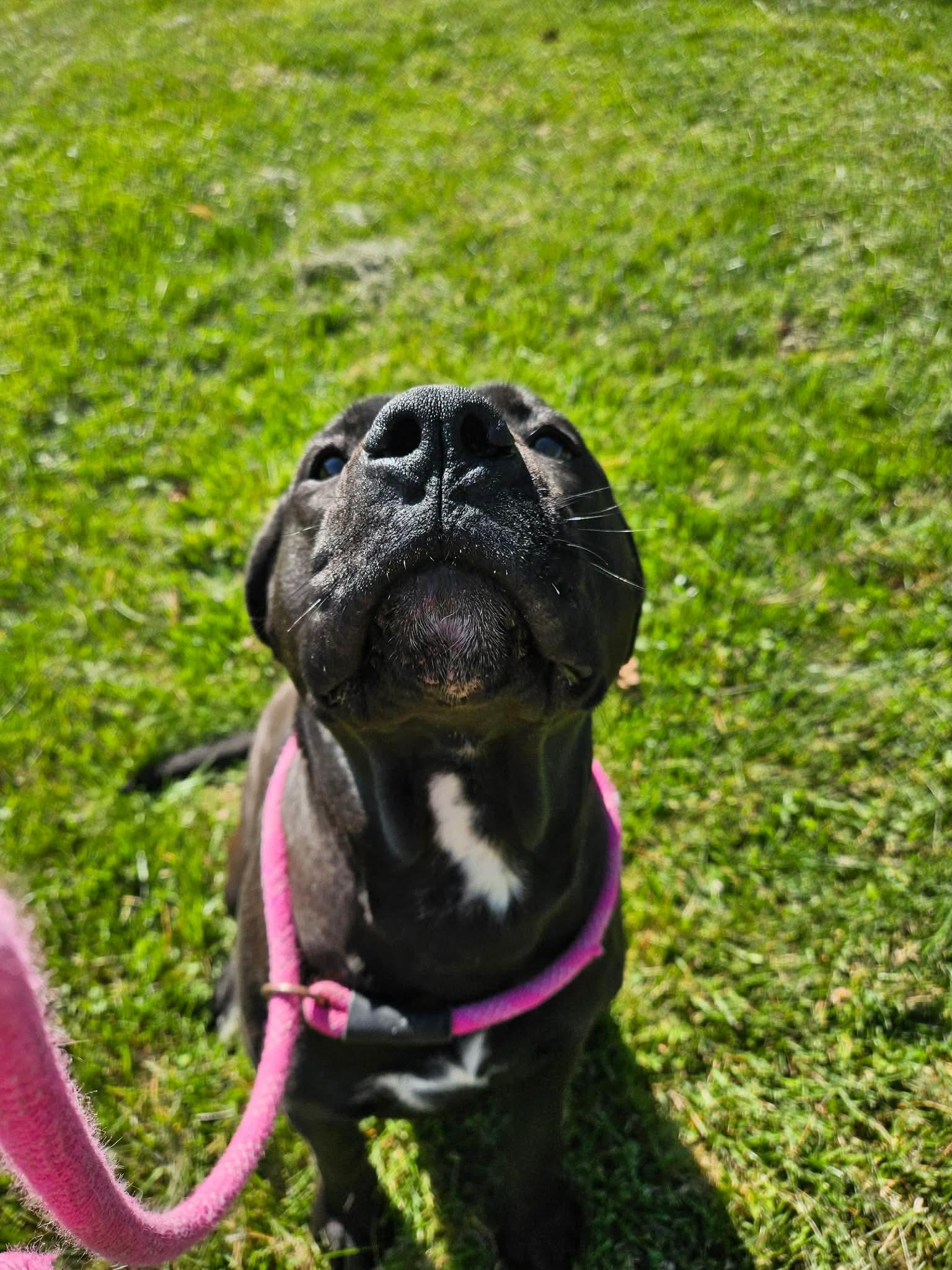 Enlarge Petunia, a ADOPTABLE Pit Bull Terrier in Culpeper, VA image 3/4