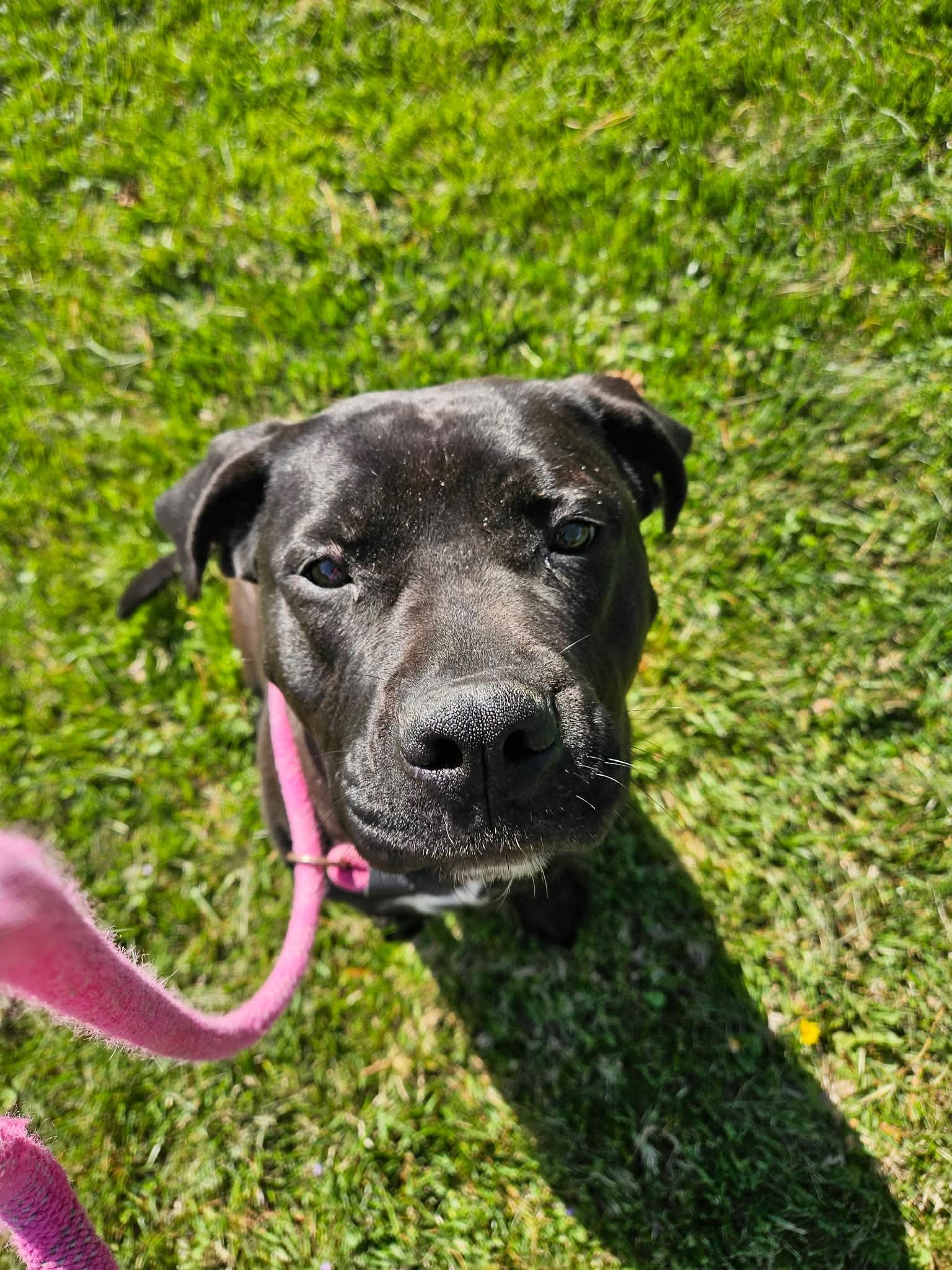 Petunia, ADOPTABLE, Young Female Pit Bull Terrier.