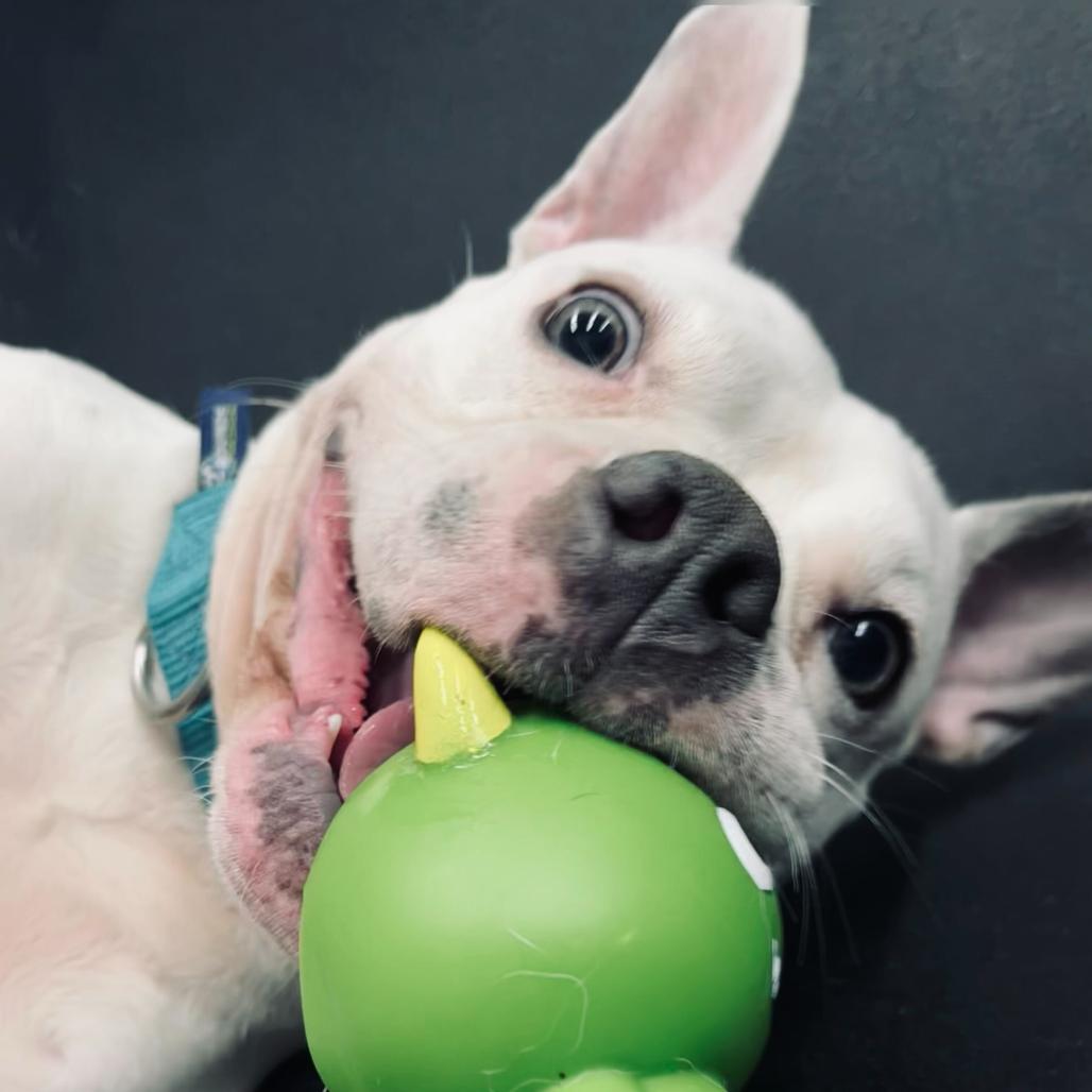 Enlarge Tammi, a Adoptable Mixed Breed in Skokie, IL image 2/6