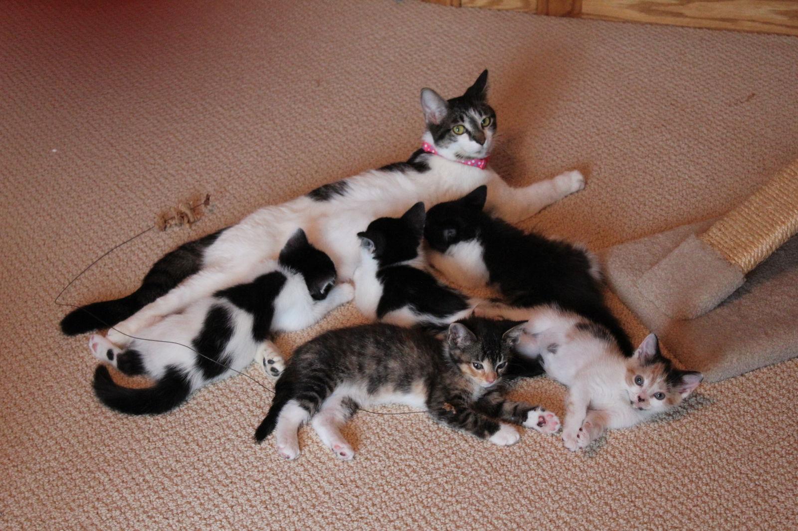 Gliss, a Adopted mixed breed in Minneapolis, MN image 2/3