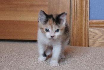 Gliss, a Adopted mixed breed in Minneapolis, MN image 3/3