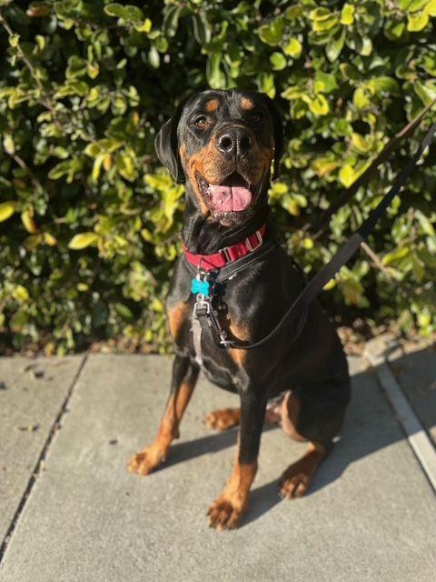 Bongo, a Adoptable mixed breed in Berkeley, CA image 5/6