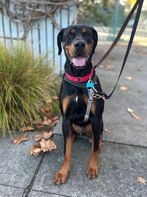 Bongo, Adoptable, Young Male Rottweiler & Great Dane.