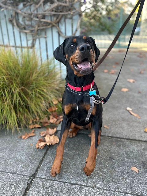 Bongo, a Adoptable mixed breed in Berkeley, CA image 4/6