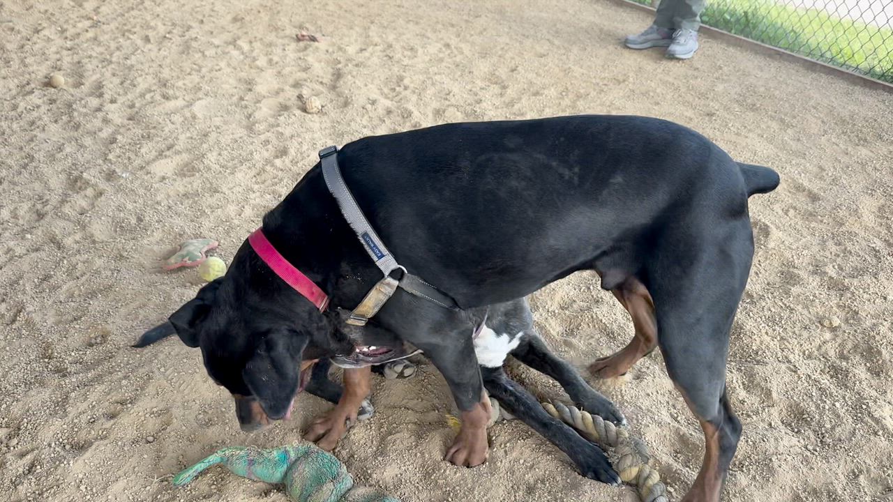 Enlarge Bongo, a Adoptable mixed breed in Berkeley, CA video 3/6