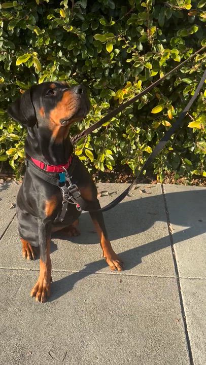 Enlarge Bongo, a Adoptable mixed breed in Berkeley, CA video 6/6