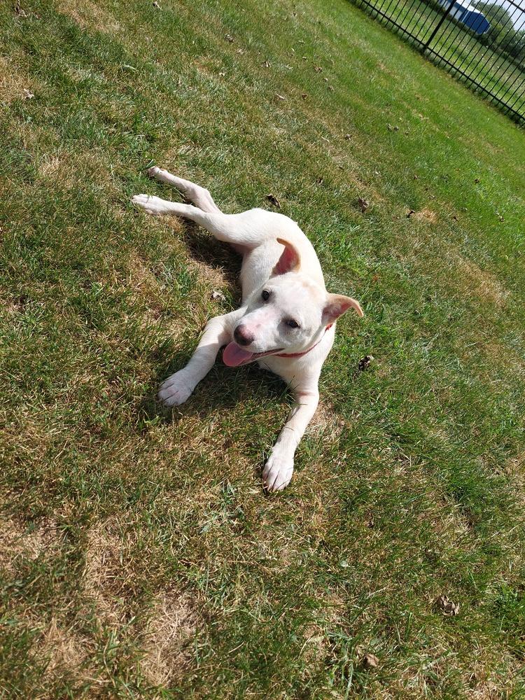 Enlarge Athena (Iowa), a Adoptable mixed breed in Wildomar, CA image 1/4