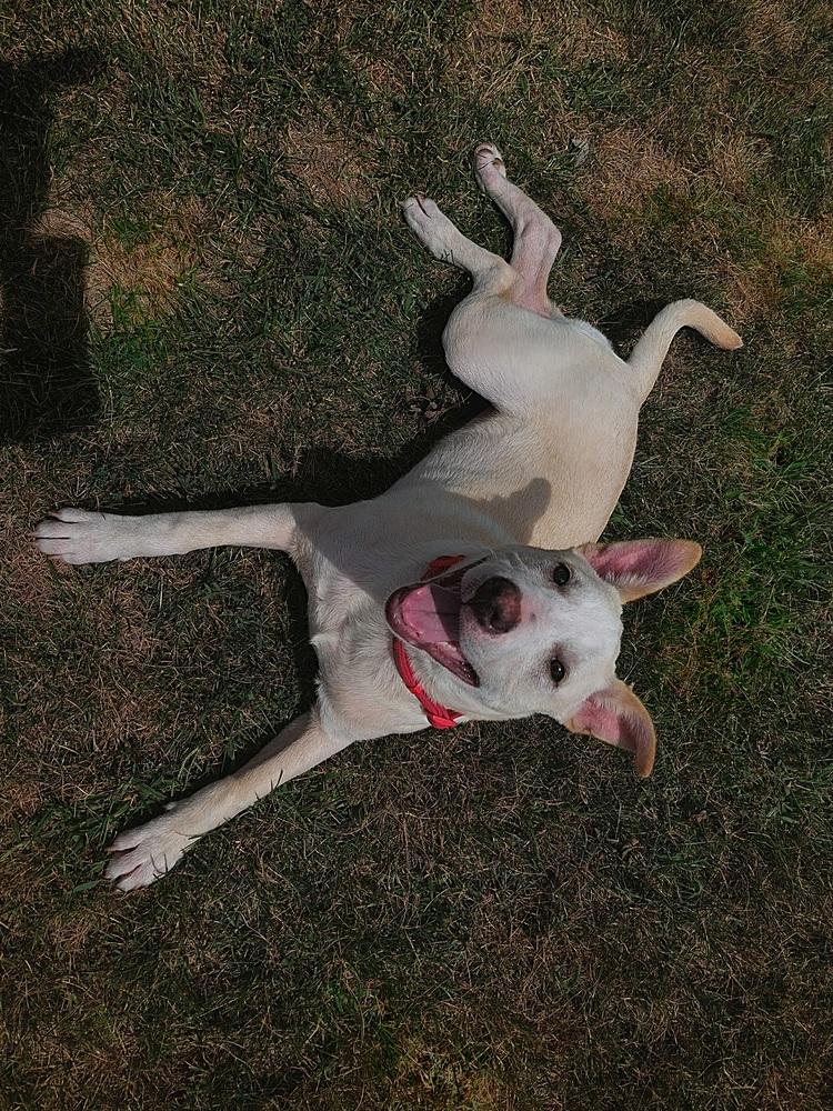 Enlarge Athena (Iowa), a Adoptable mixed breed in Wildomar, CA image 3/4