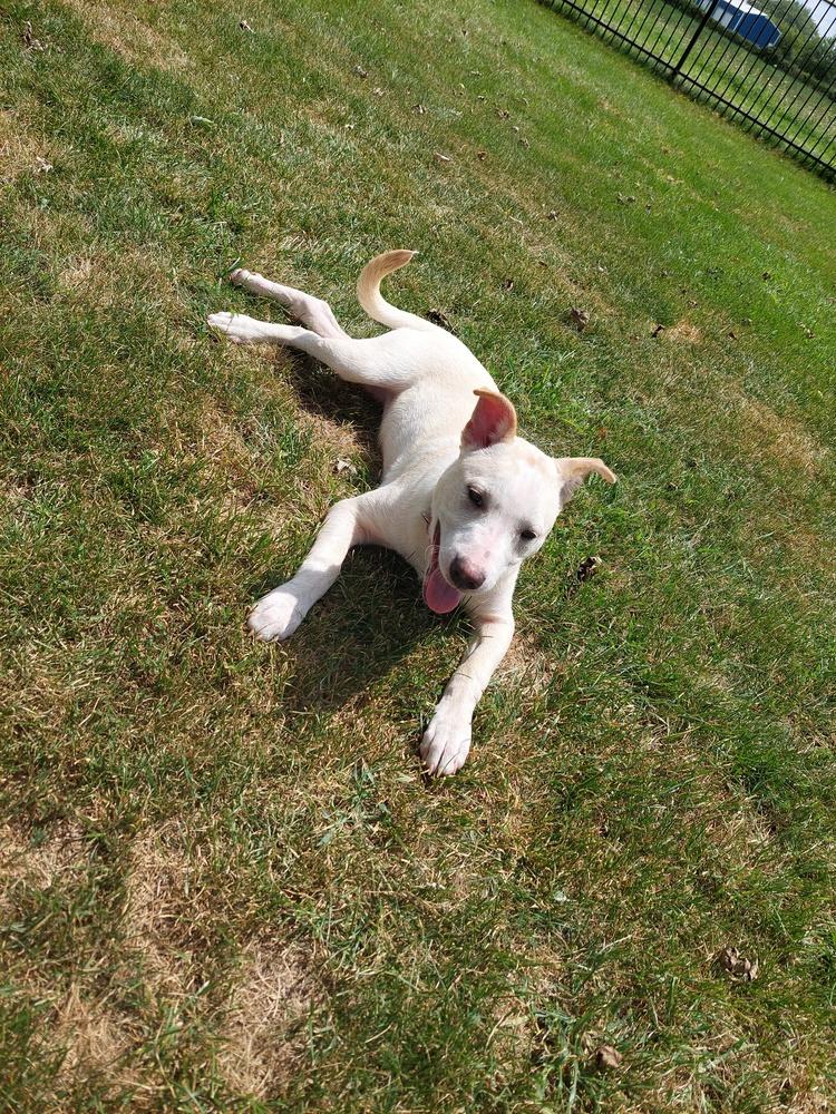 Enlarge Athena (Iowa), a Adoptable mixed breed in Wildomar, CA image 4/4