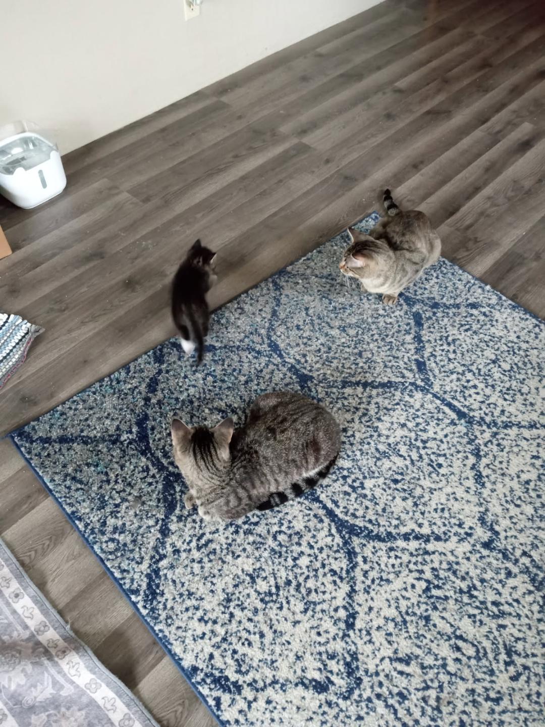 Sawyer and Finn - bonded brothers