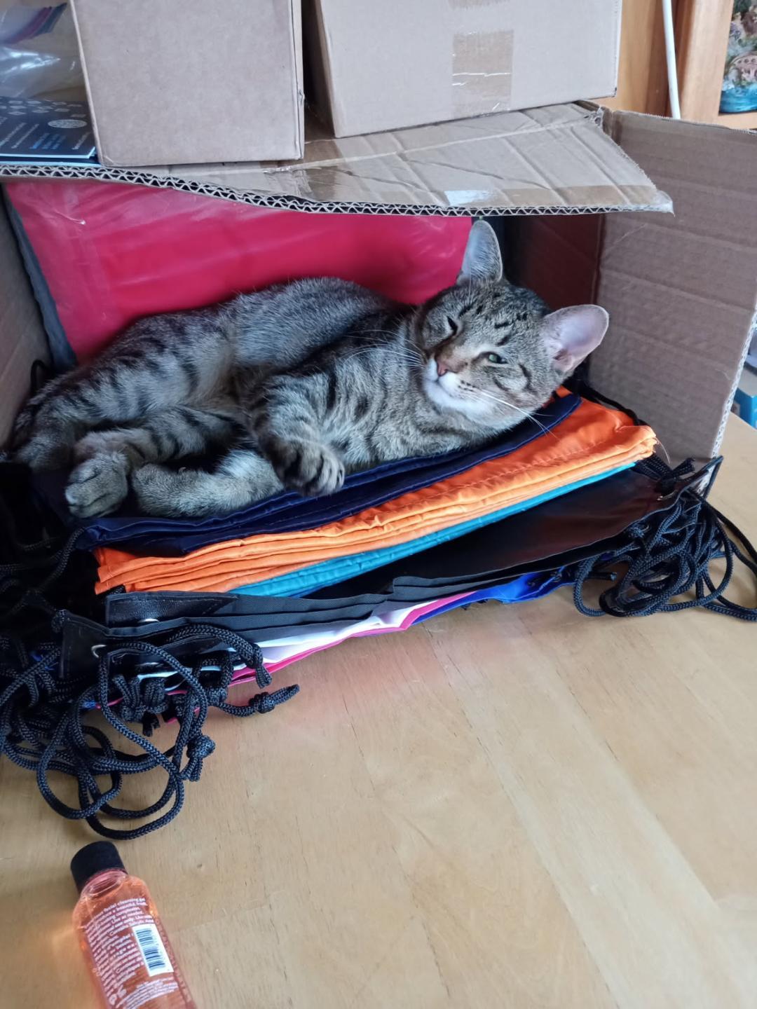 Sawyer and Finn - bonded brothers