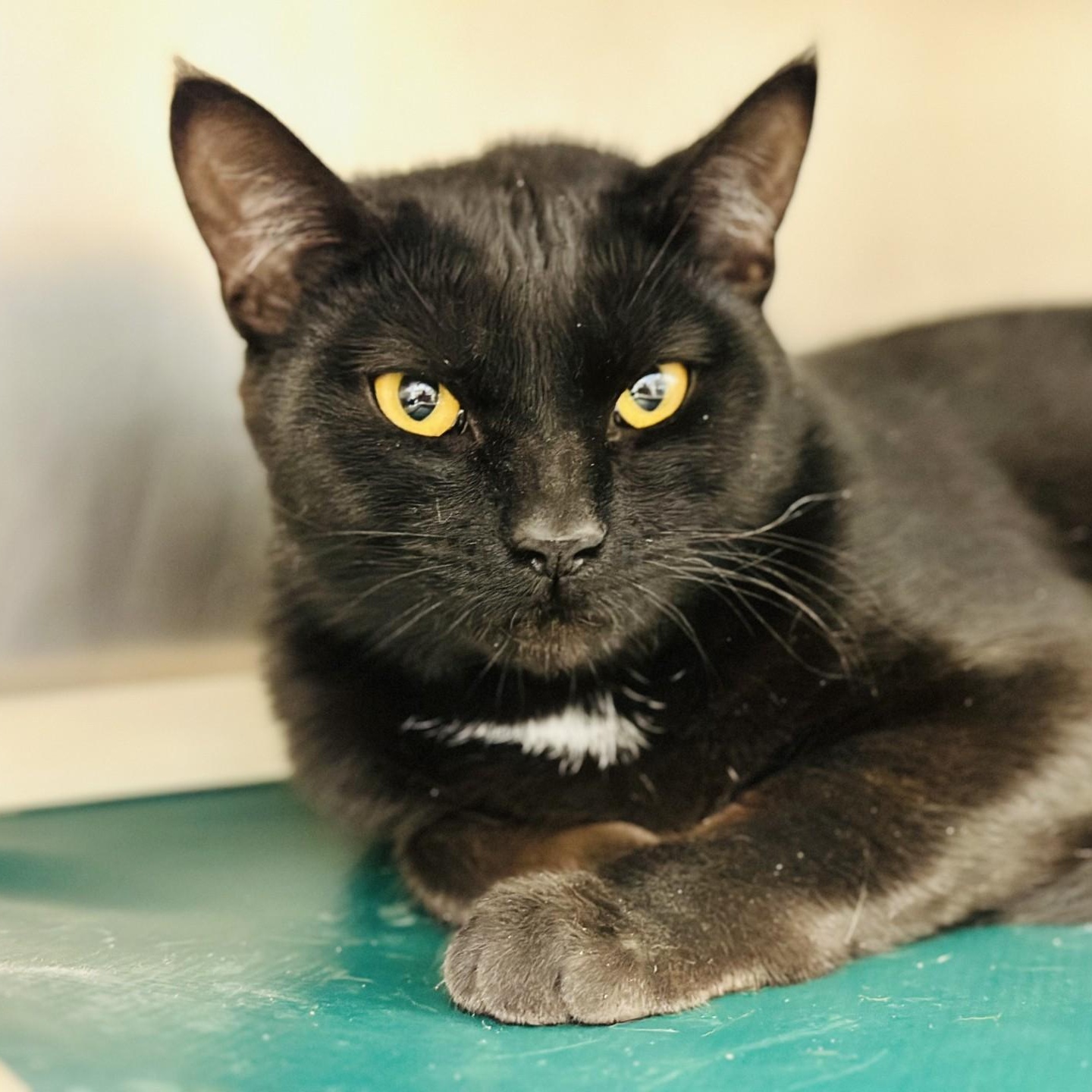 Enlarge Dusty , an adopted Domestic Short Hair in Manahawkin, NJ image 2/3