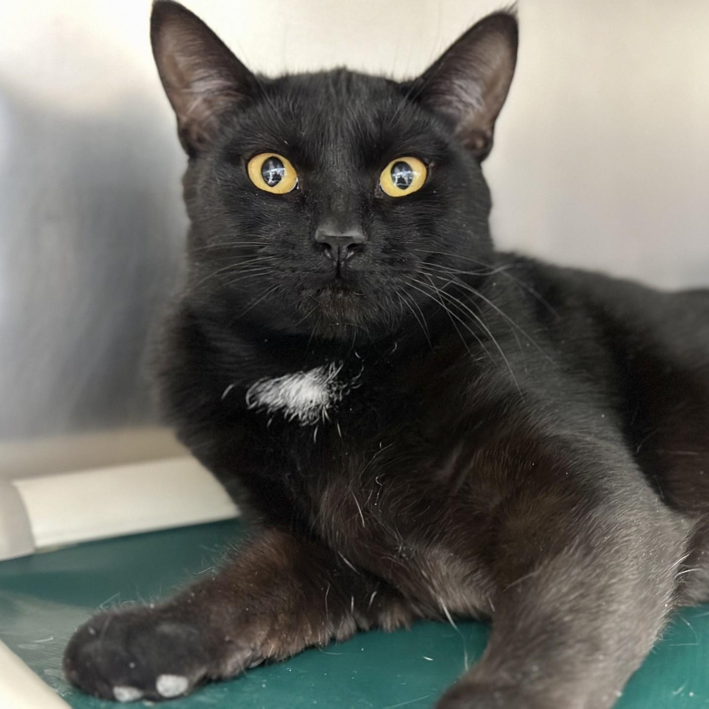 Enlarge Dusty , an adopted Domestic Short Hair in Manahawkin, NJ image 3/3