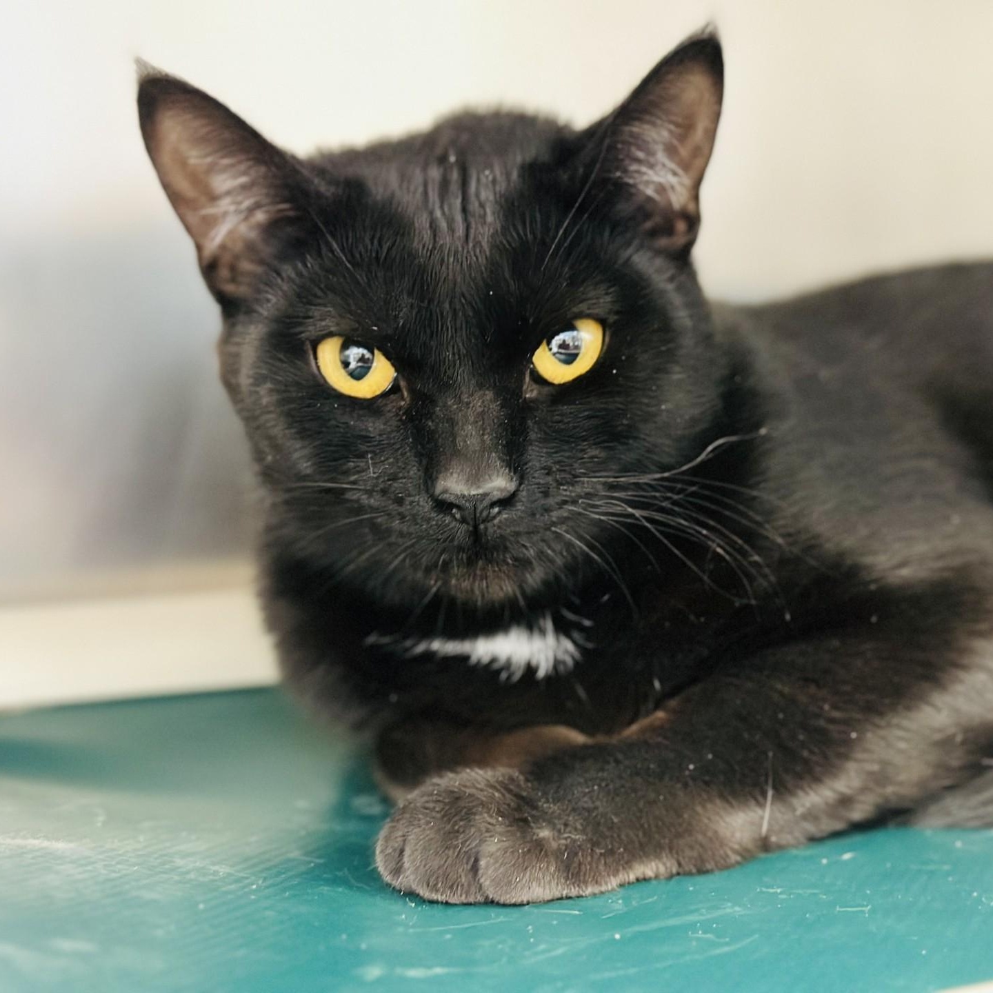 Dusty , adopted, Adult Female Domestic Short Hair.